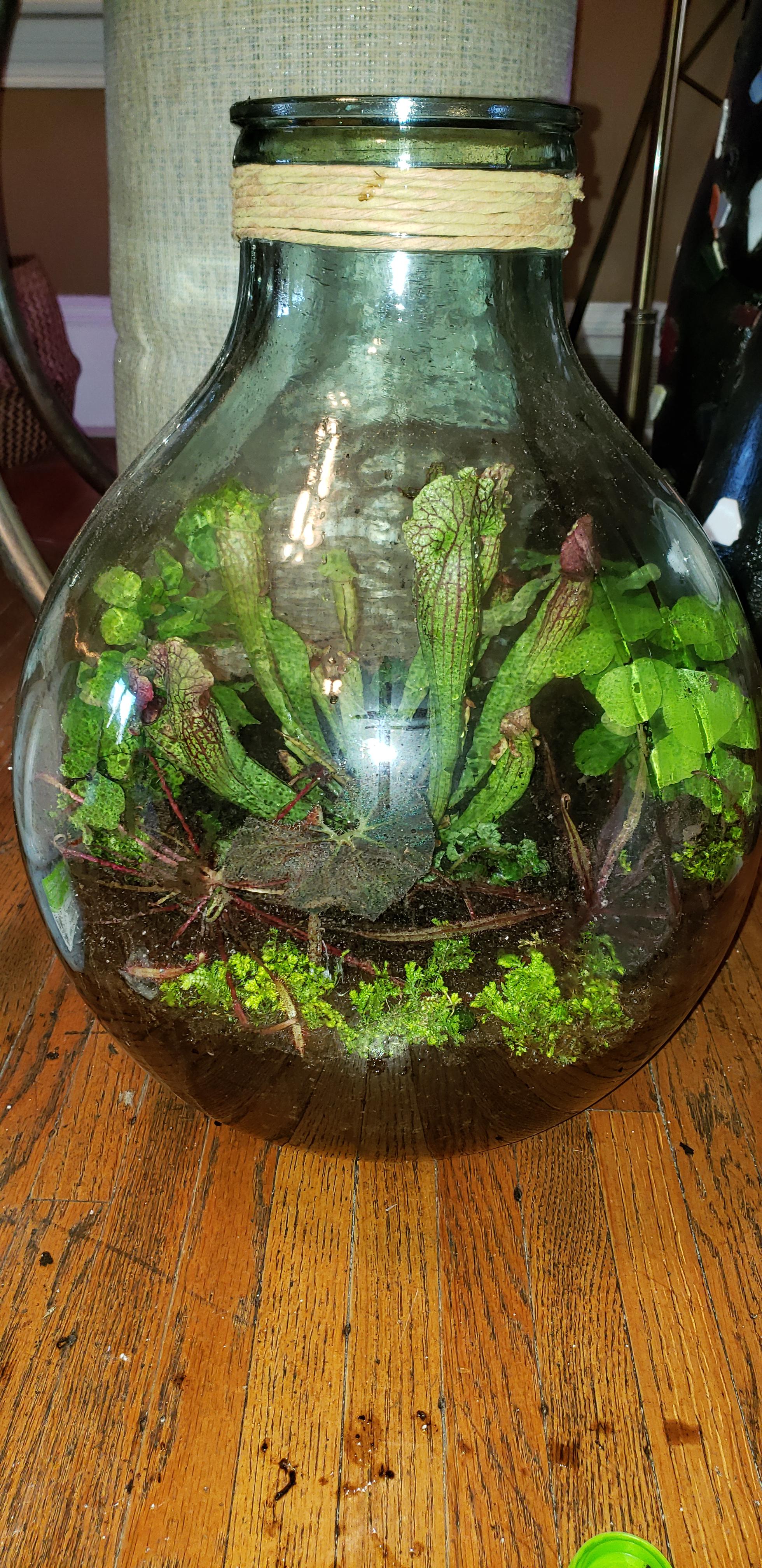 First time trying them out. Carnivorous plant terrarium 1 of 3. Large