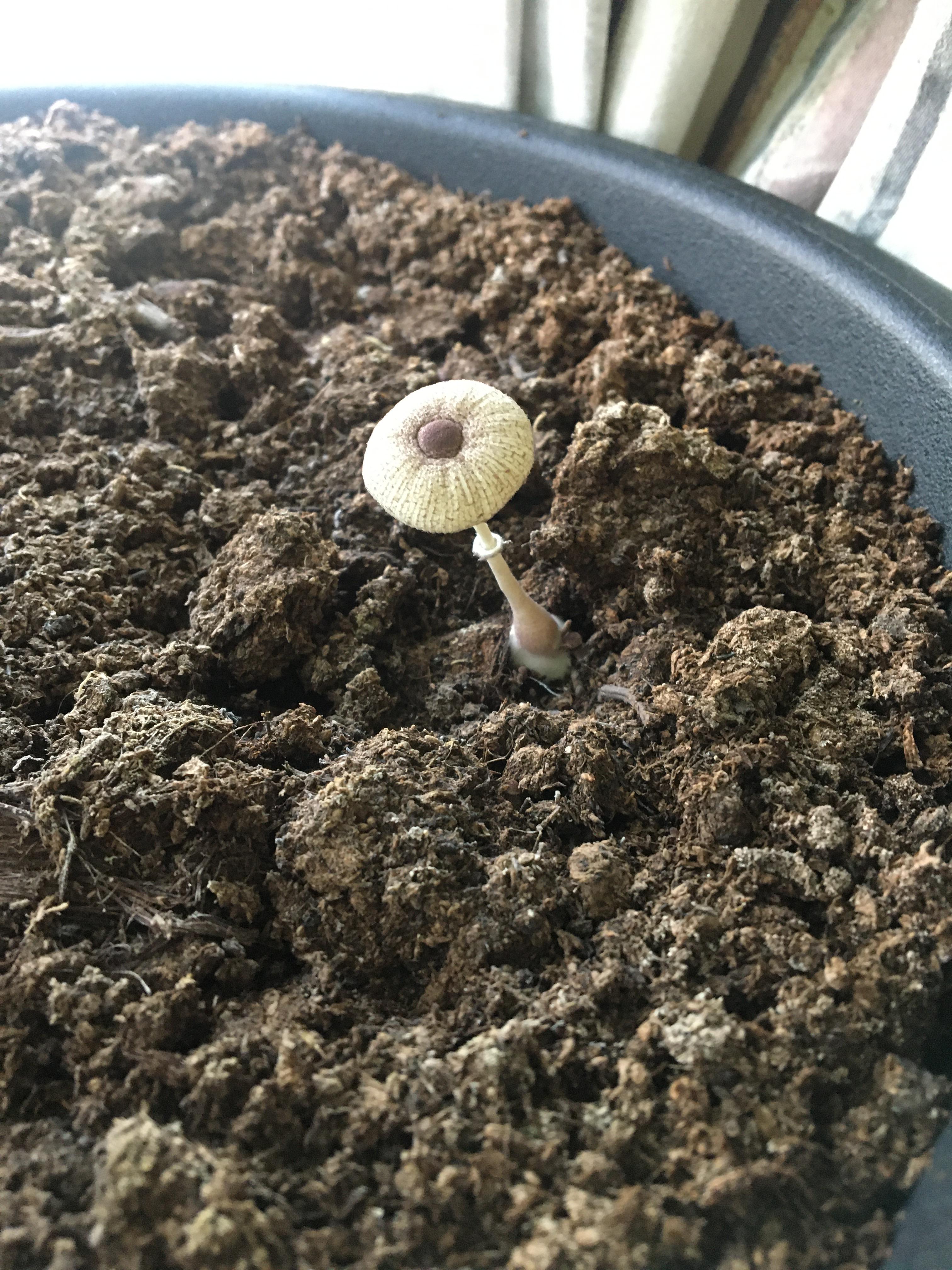 Anyone know what type of mushroom this is? It’s growing in my house