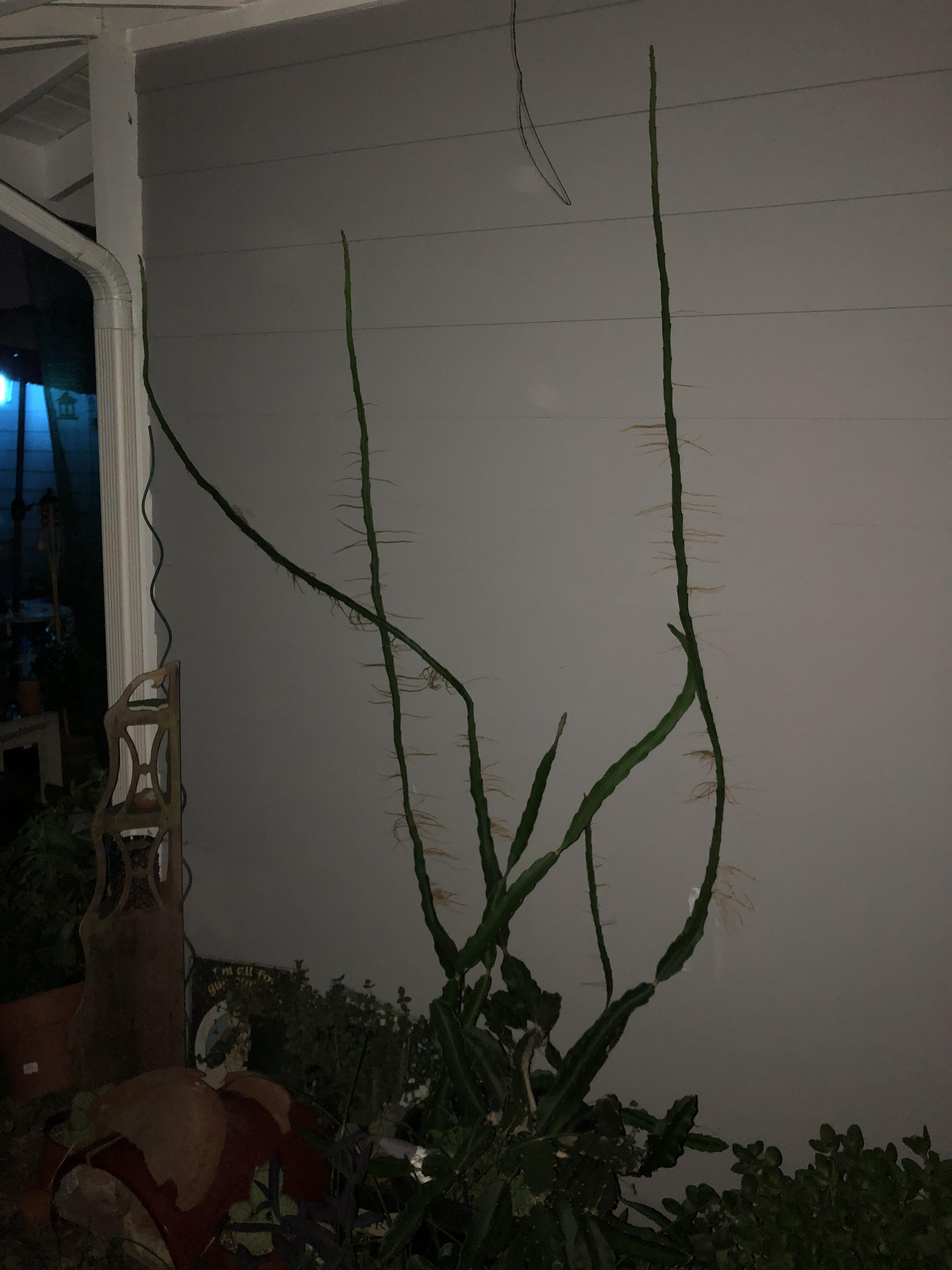 My Dragon is stretching, so cal zone 9. Partial sun. No direct. Any