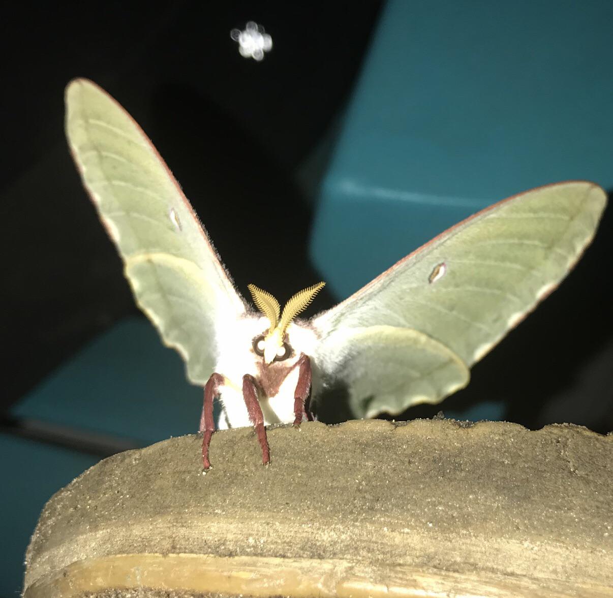 The adorable face of a Luna moth r/Entomology