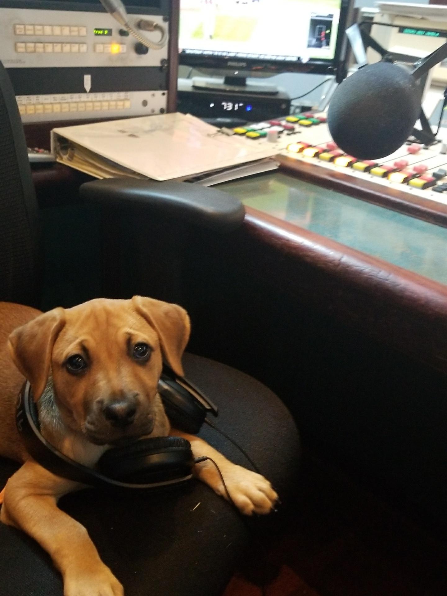 Radio Dog r/aww