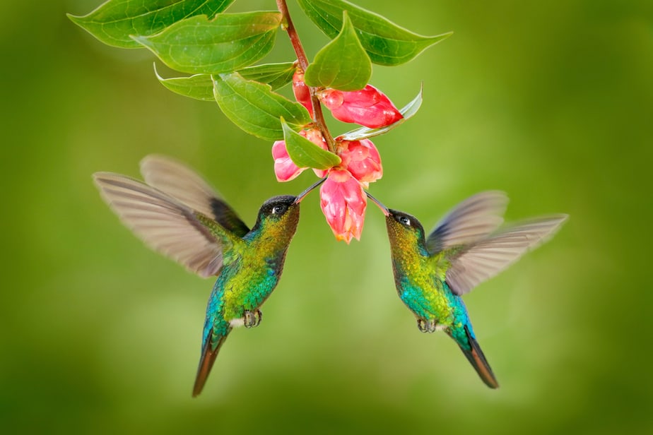 Hummingbirds beat their wings as fast as 80 times per second. They do