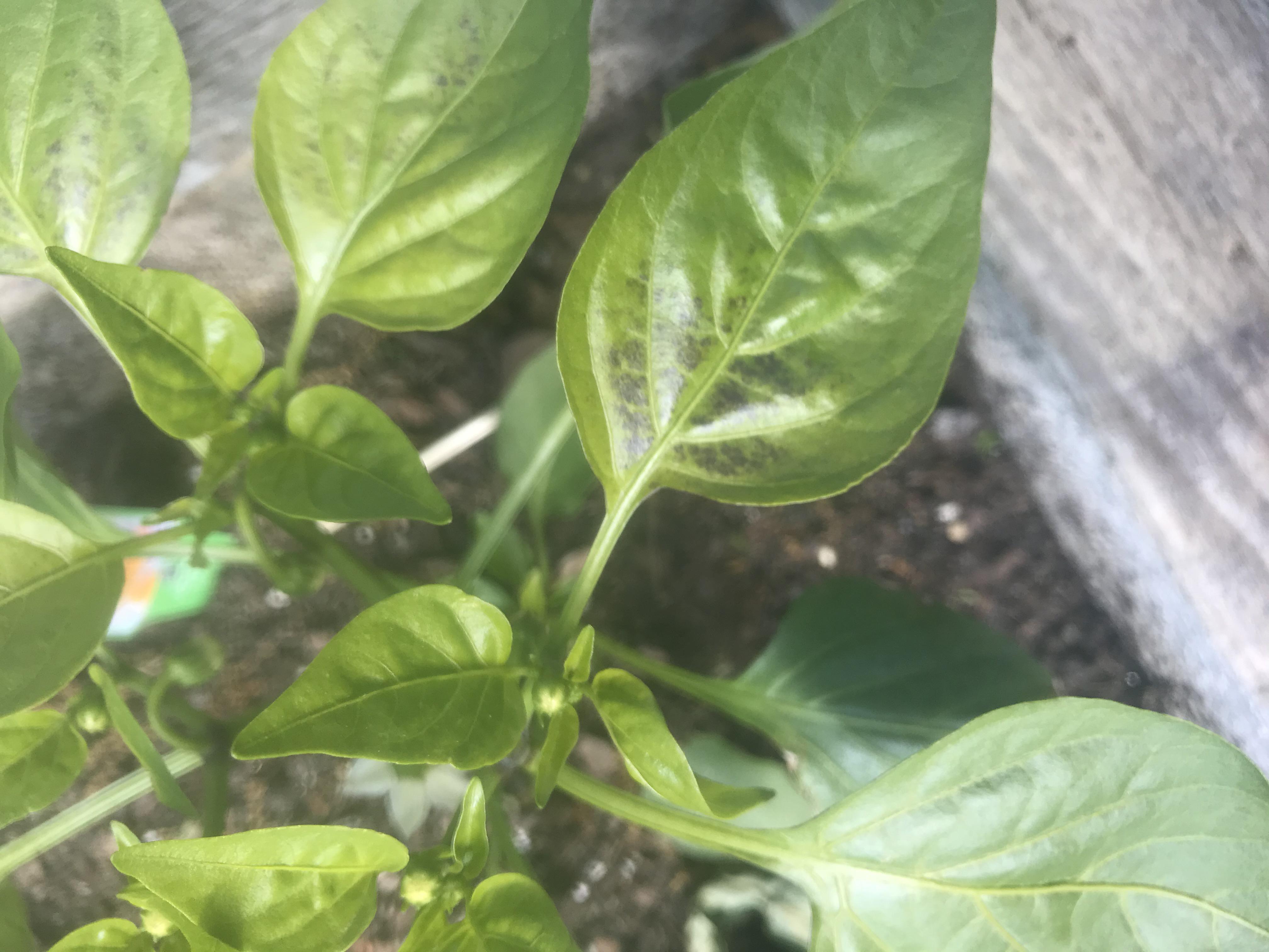 What’s up with my peppers? Transplants battered by cold, wind and rainy