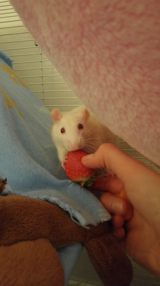 Petal REALLY loves strawberries! r/RATS