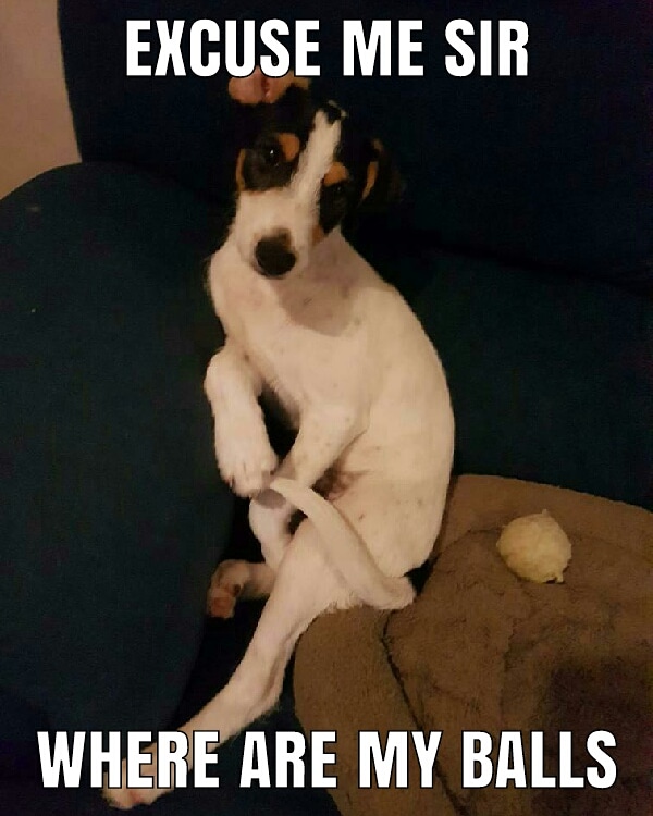 No balls meme