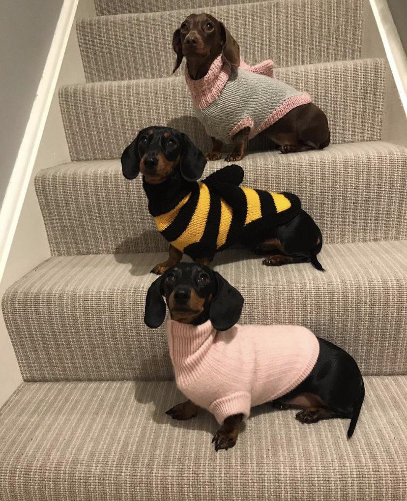 dogs wearing a sweater r/Eyebleach