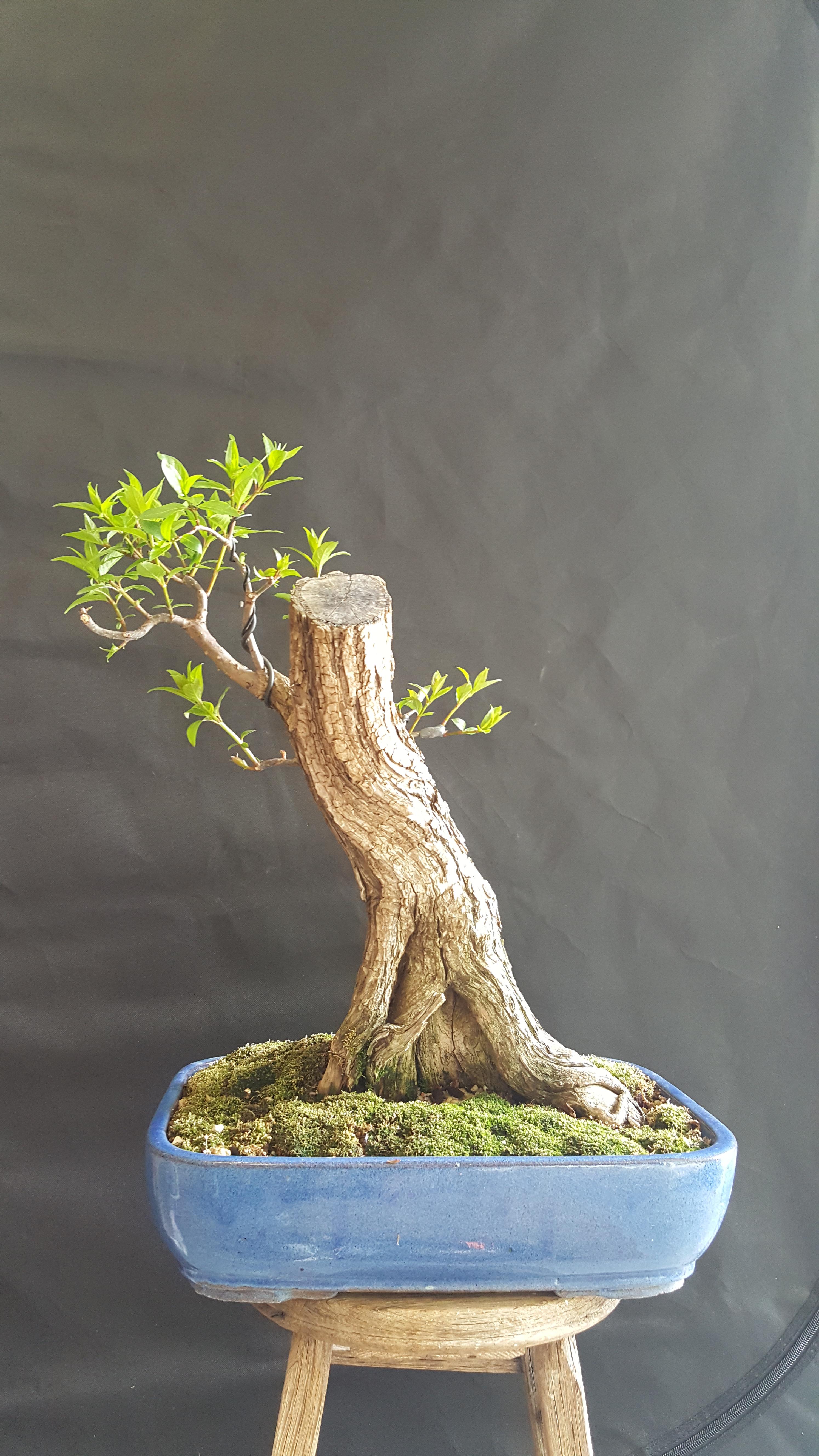 Buttonwillow collected three years ago(also known as a buttonbush) r/Bonsai