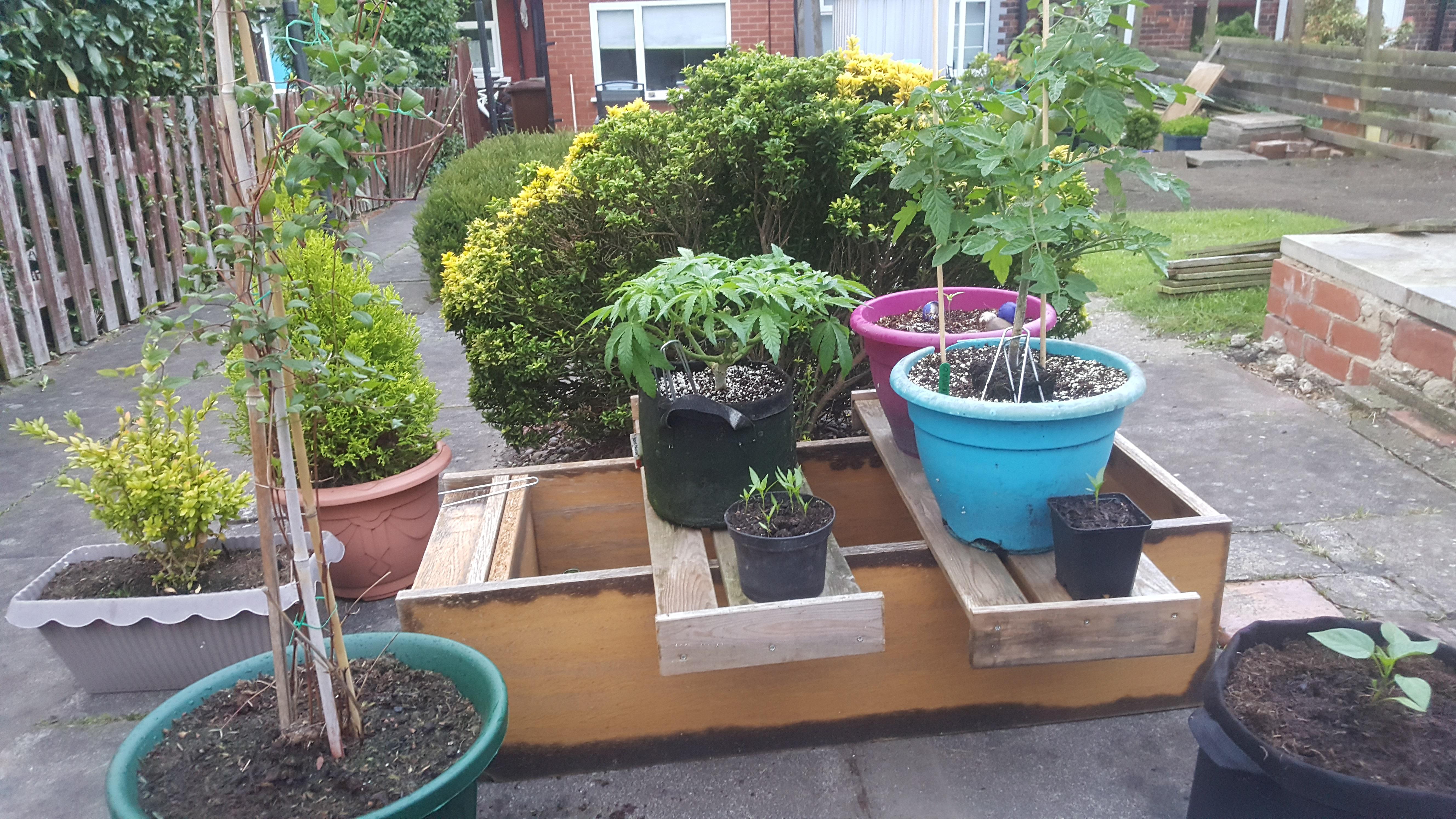 who ever new growing 1 plant indoors would make me want to grow anything and everything. r