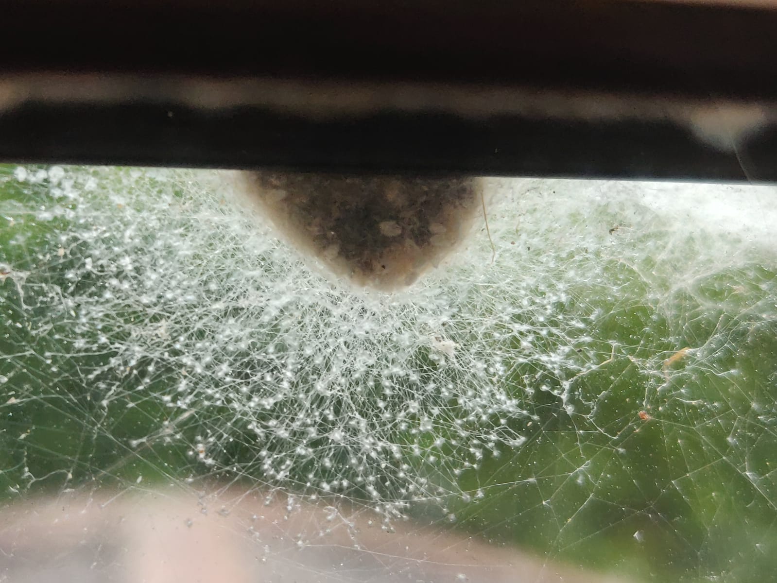 Spiders eggs vs my sisters bedroom window r/natureismetal