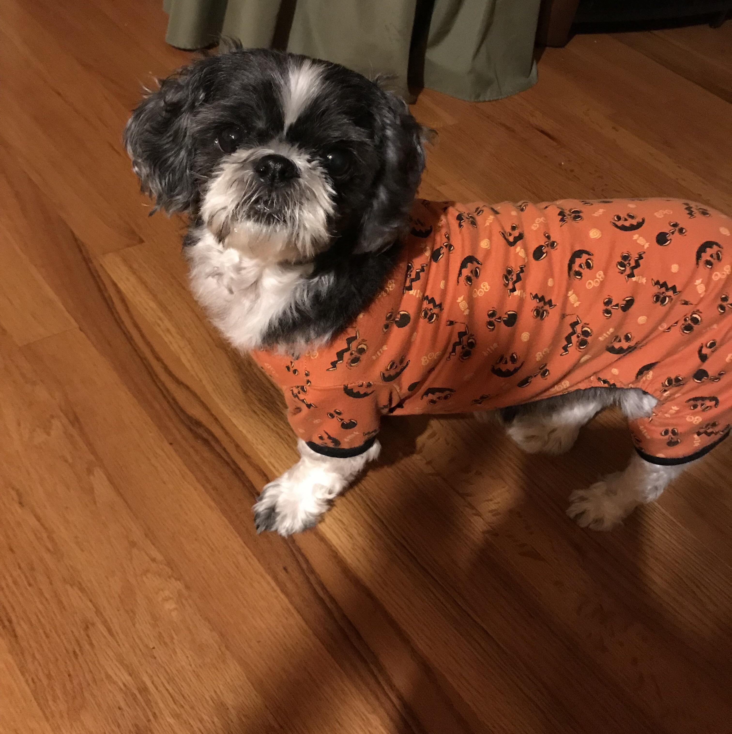 Halloween Pajamas ) Shihtzu