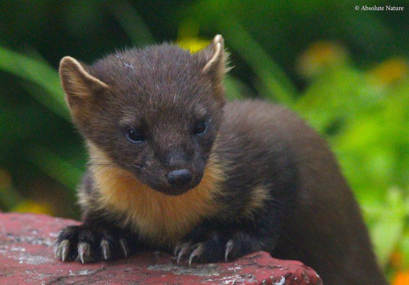 Pine martens are the only mustelids with semiretractable claws, which
