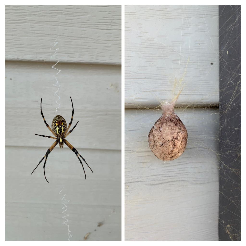The garden spider that lives on my porch with her freshly spun egg sac