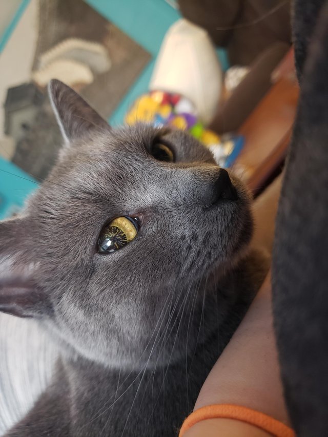 Weird cat eye, looks shattered.... r/oddlyweird