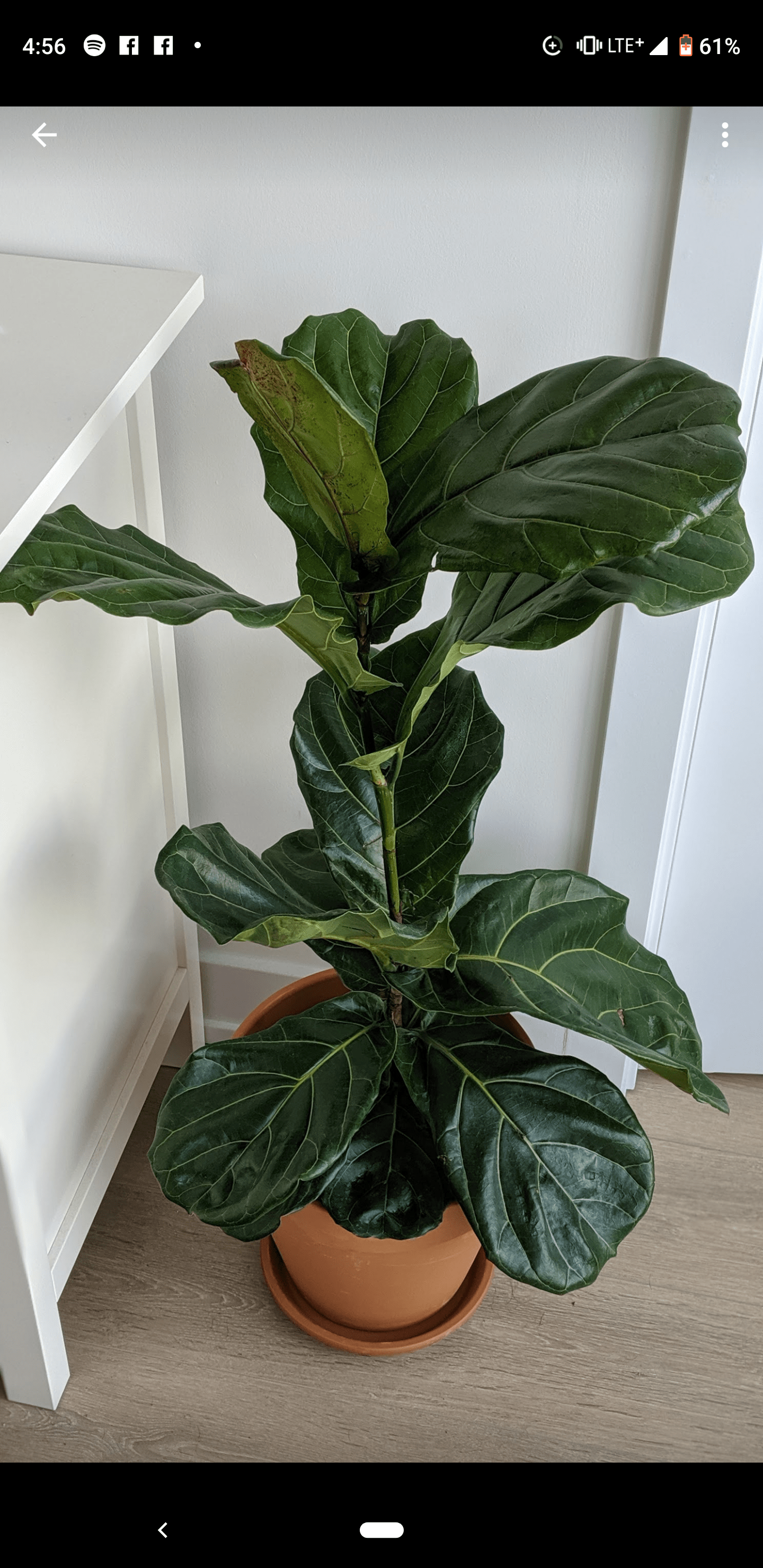 Picked up a Fiddle Leaf Fig Tree at Canadian Tire for only 40! r/plants