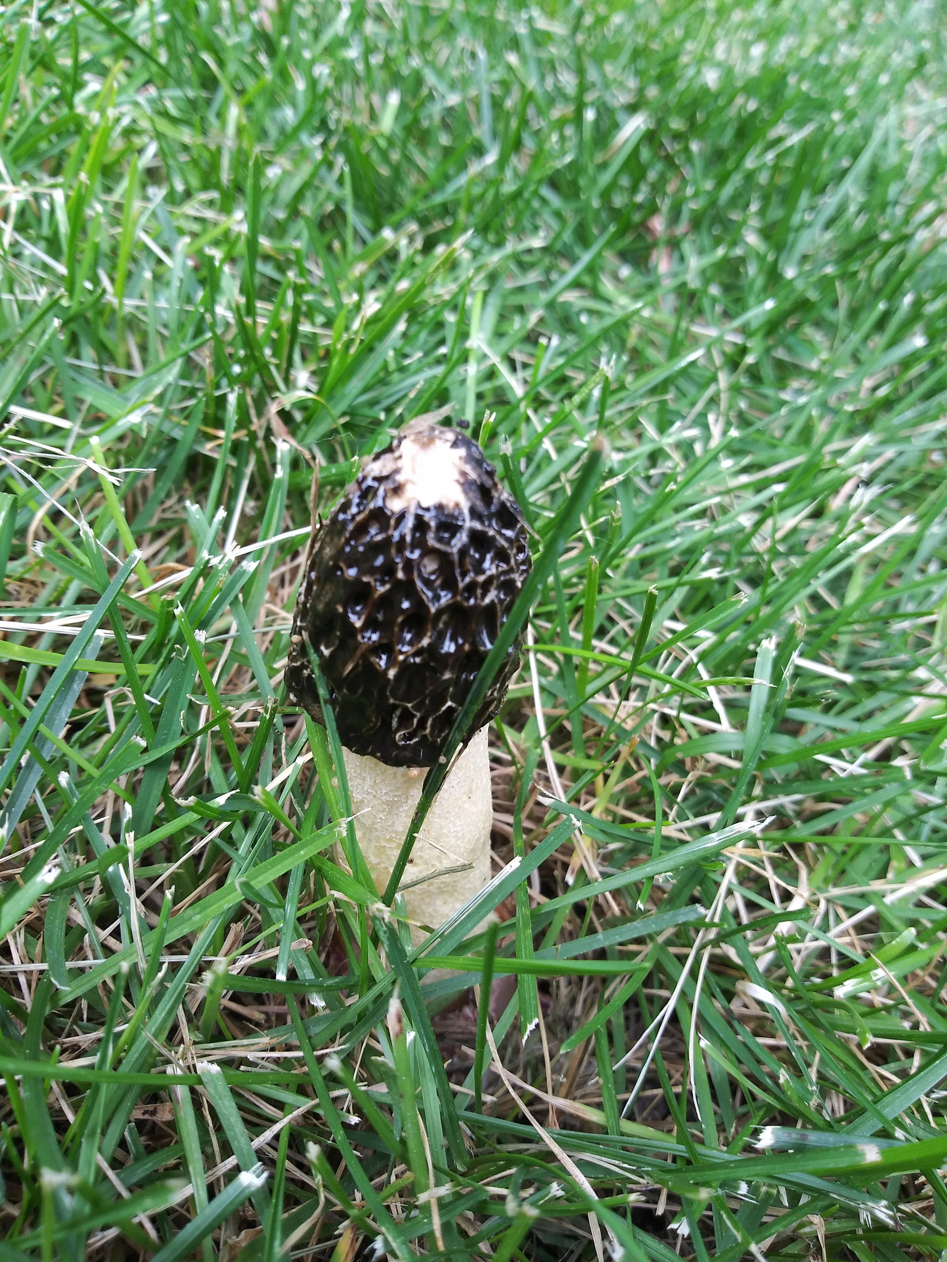 Found an interesting mushroom on my lawn in Colorado today. I don't
