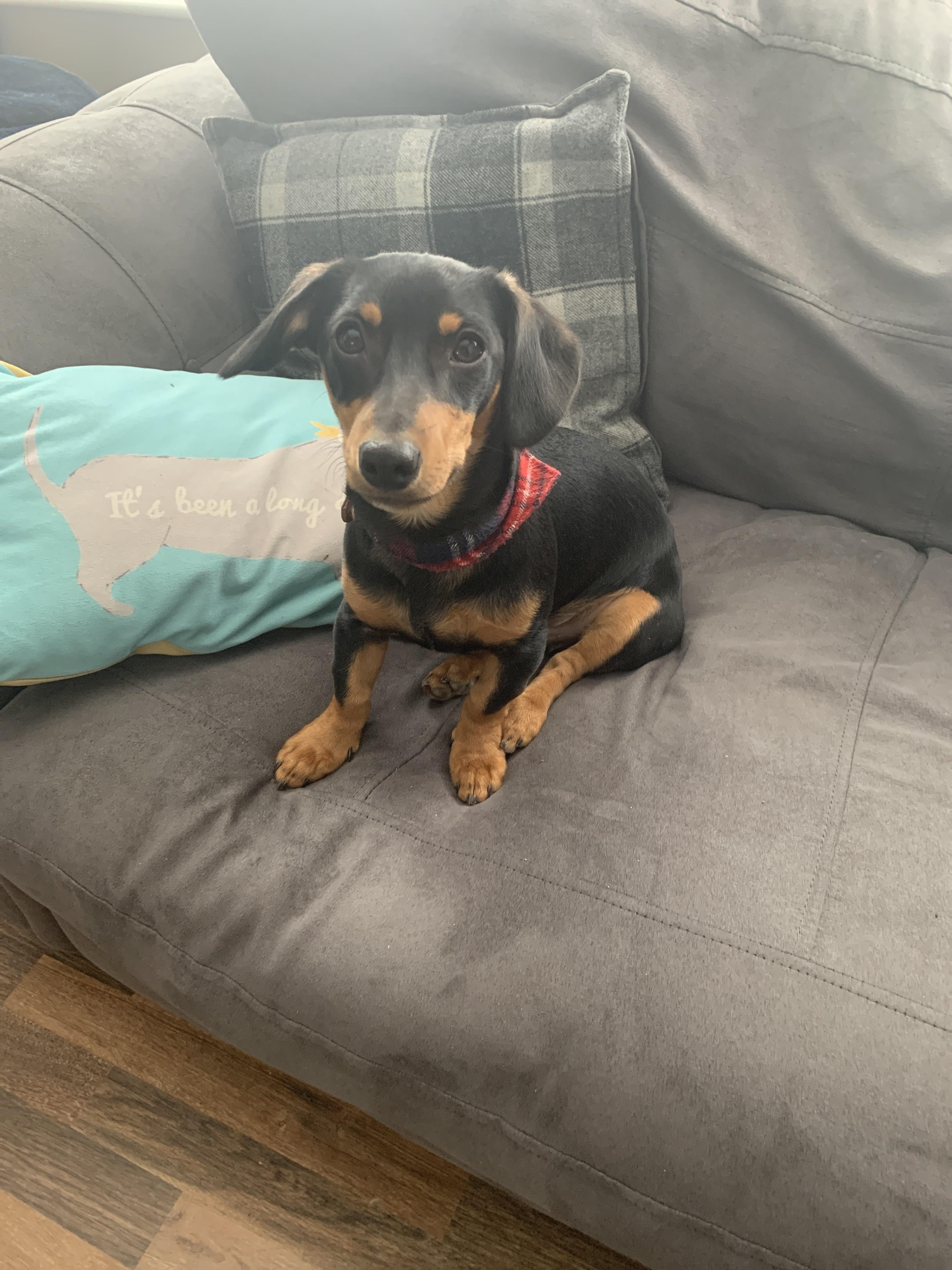 Is my miniature dachshund a jack russell mix? r/Dachshund