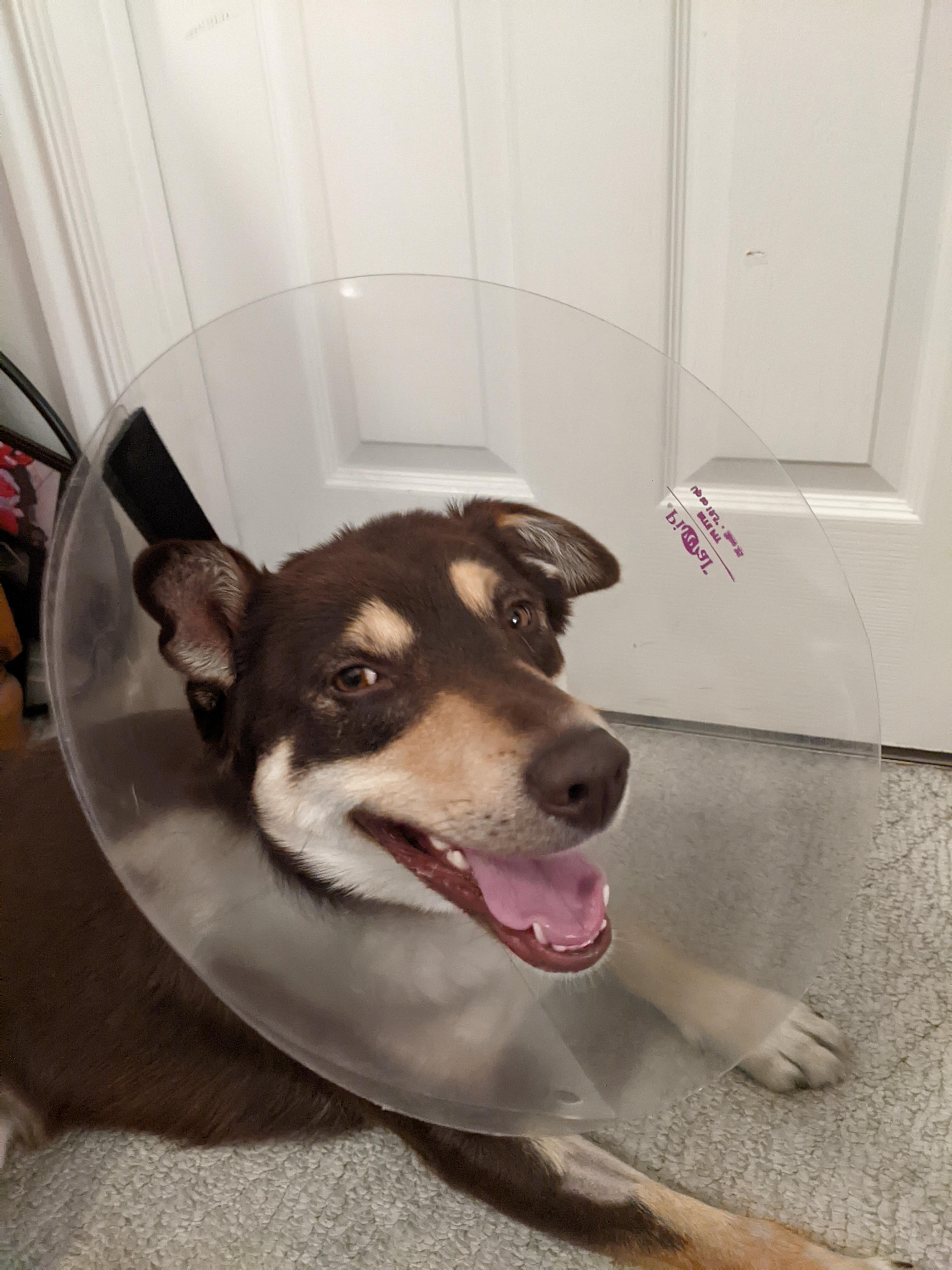 This is Oak, he hates the cone but apparently enjoys the pain meds. r