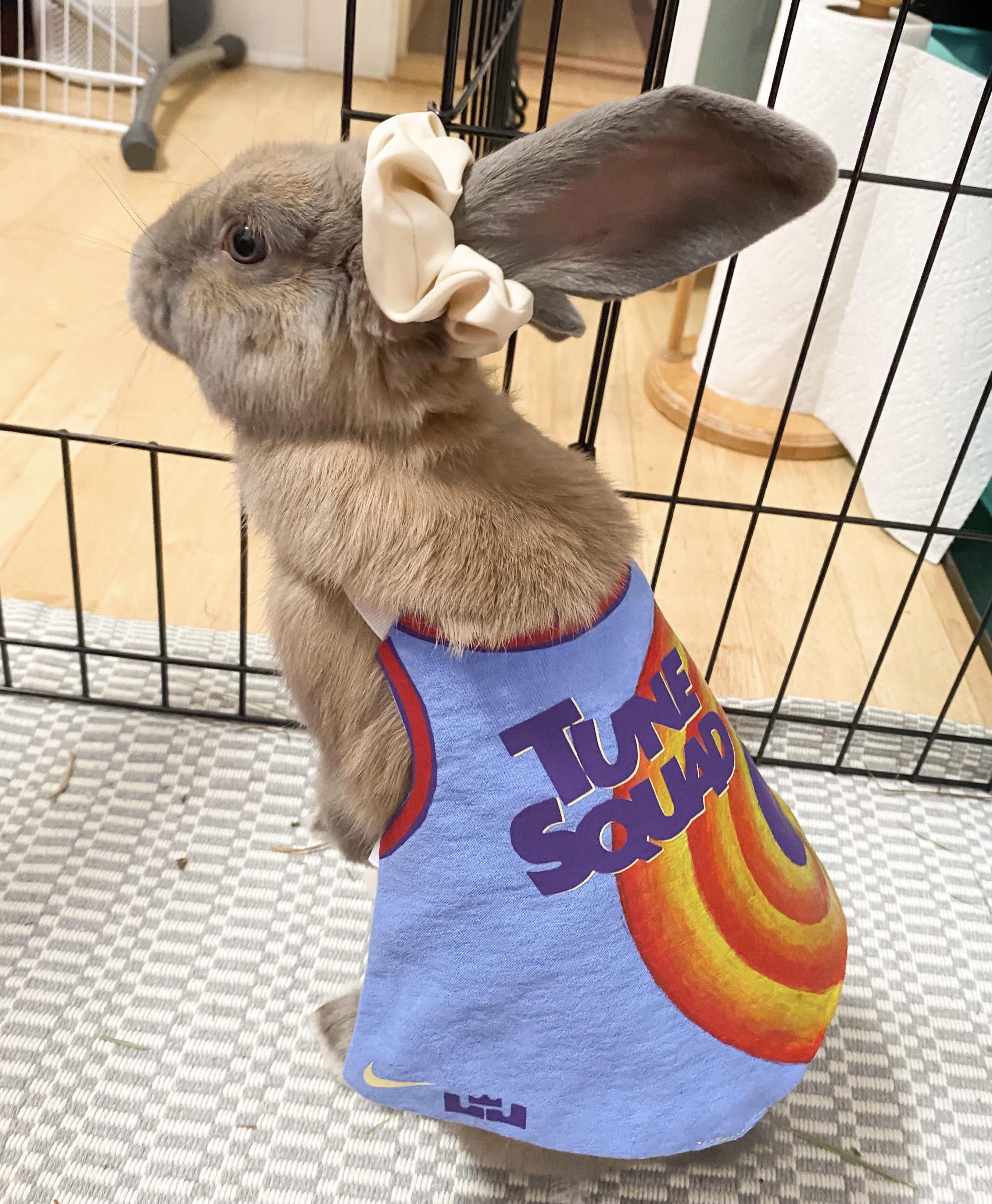 Lola Bunny Costume r/aww