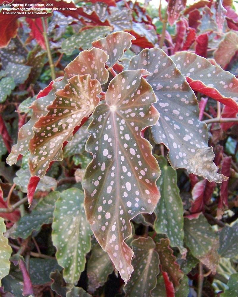 Latin name of begonia 'Peanut Brittle'? r/houseplants