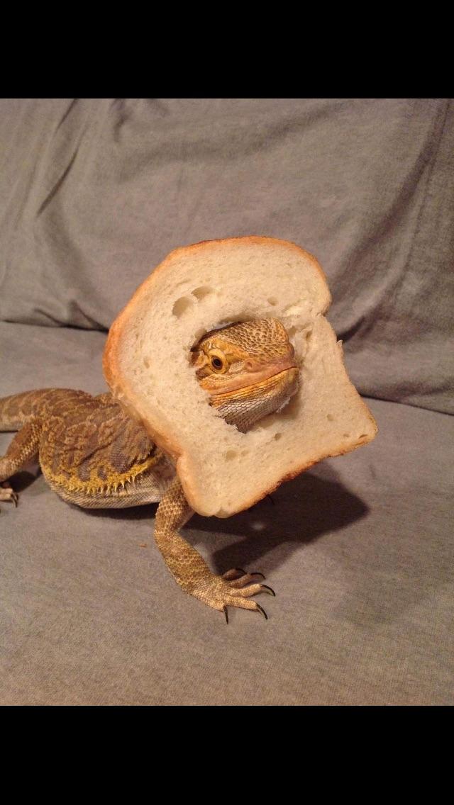 Rare inbred bearded dragon! r/reptiles