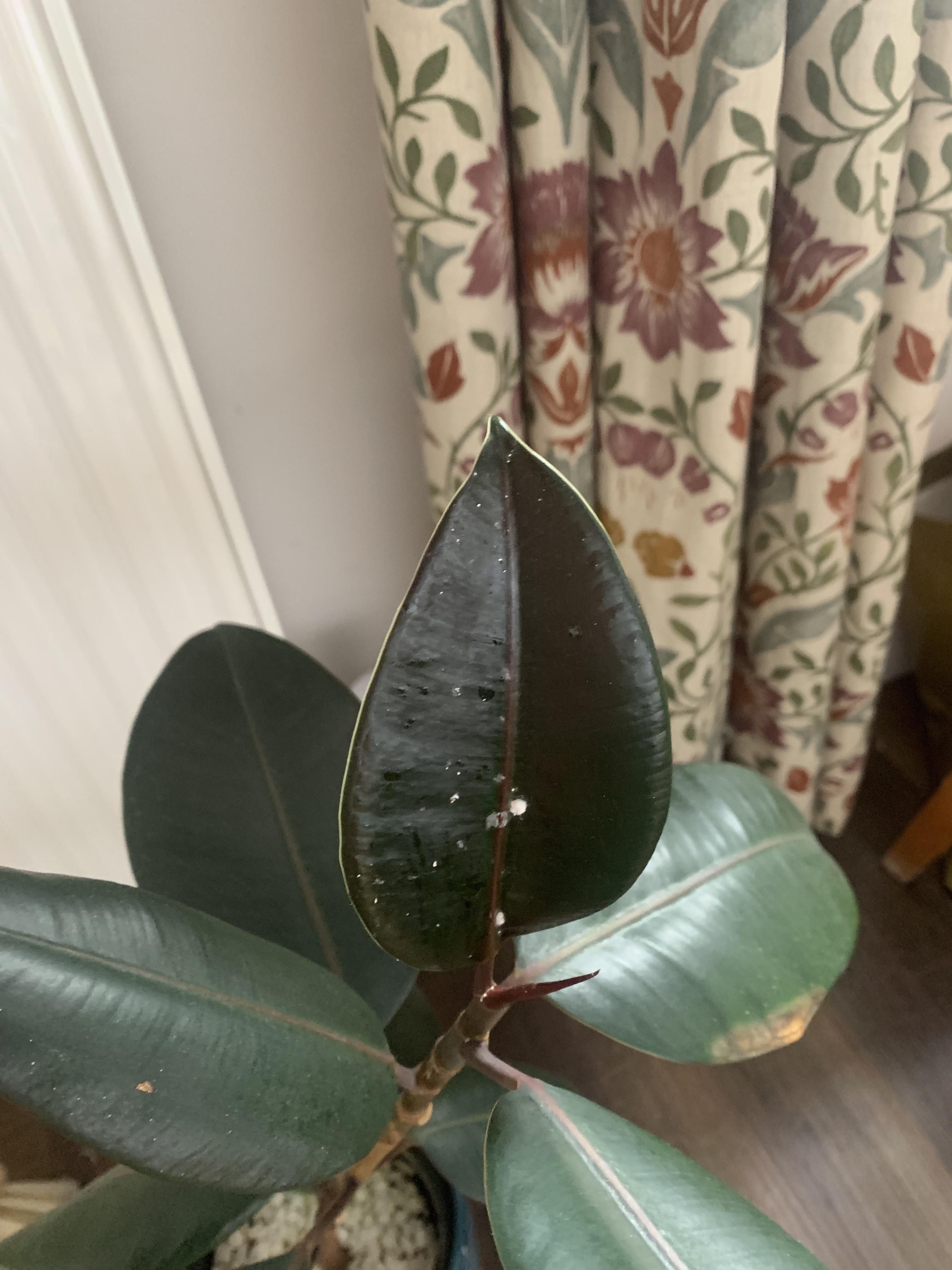 Does anyone know what this could be in my rubber plant??? it looks