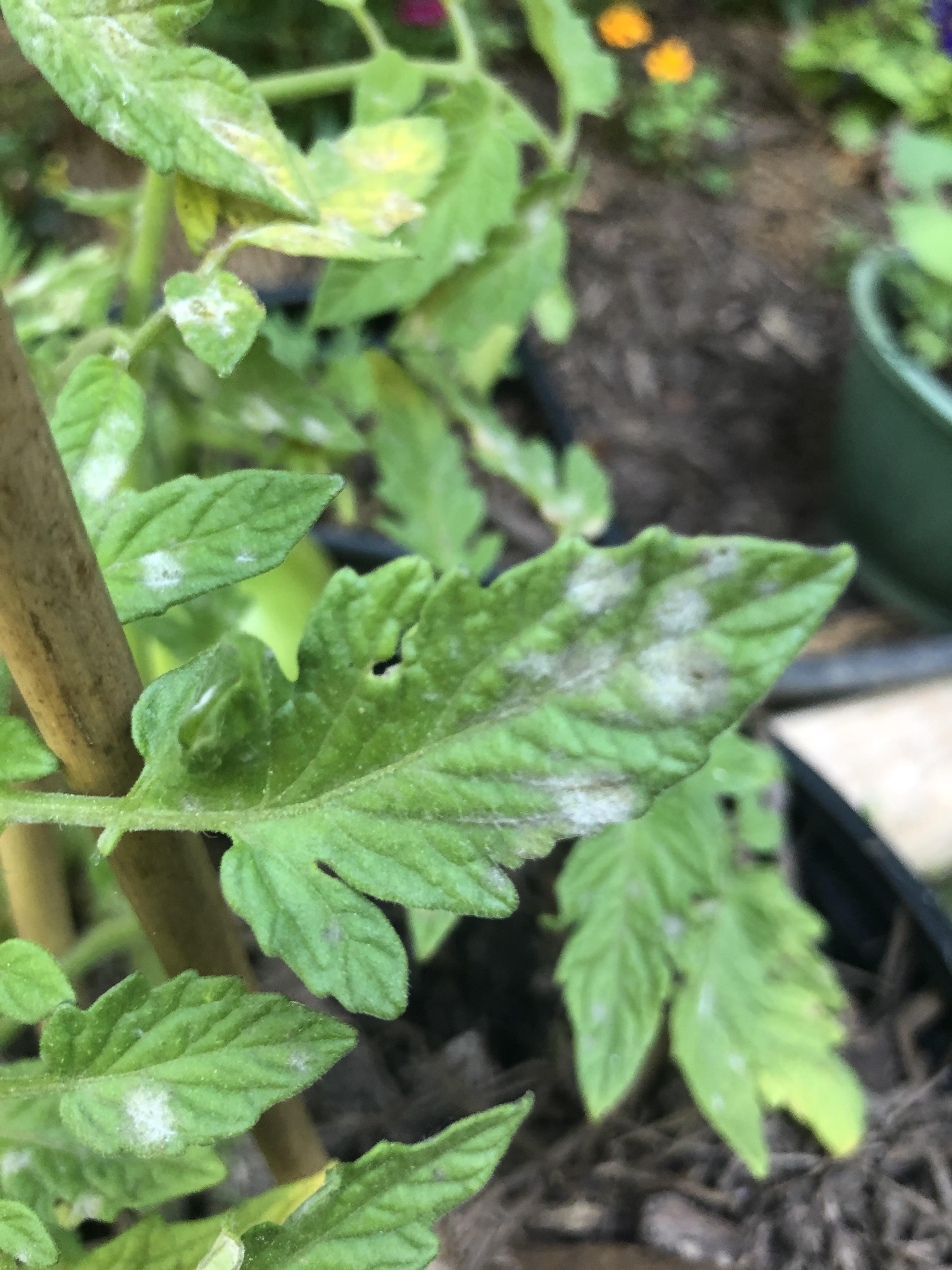 Tomato leaves getting grey spots. What can I do about it? r/gardening