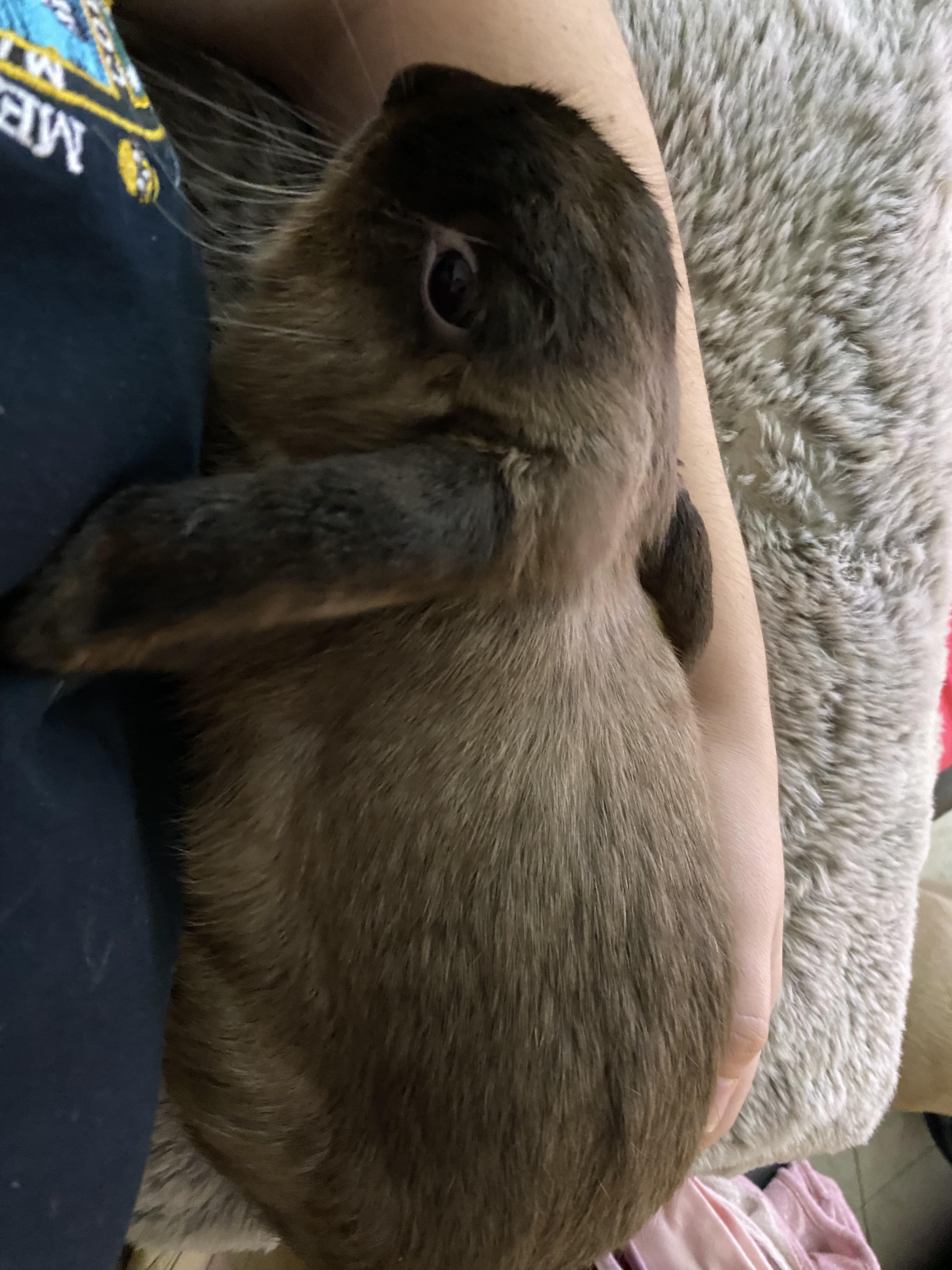 This guys heart stopped while getting neutered today. Luckily the vet