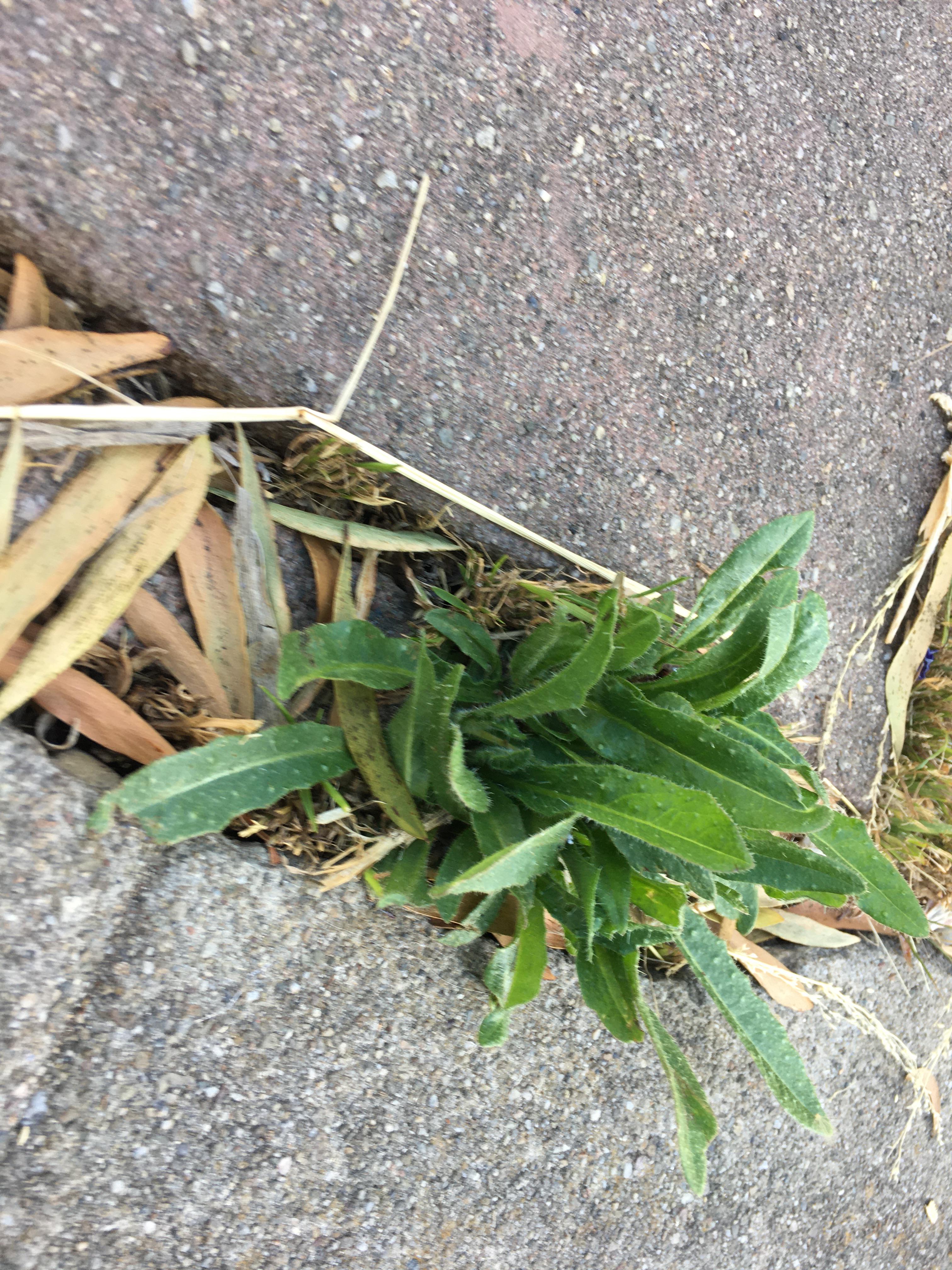 Can my Russian tortoise eat this plant. I think it’s some sort of