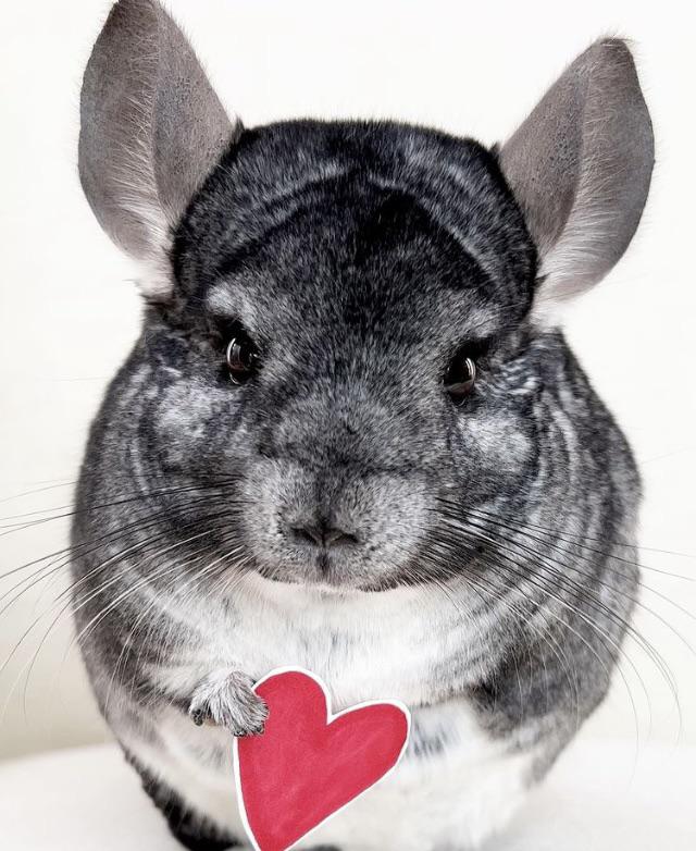 Here’s a rodent!! A chinchilla! They’re very cute and I have chinchilla