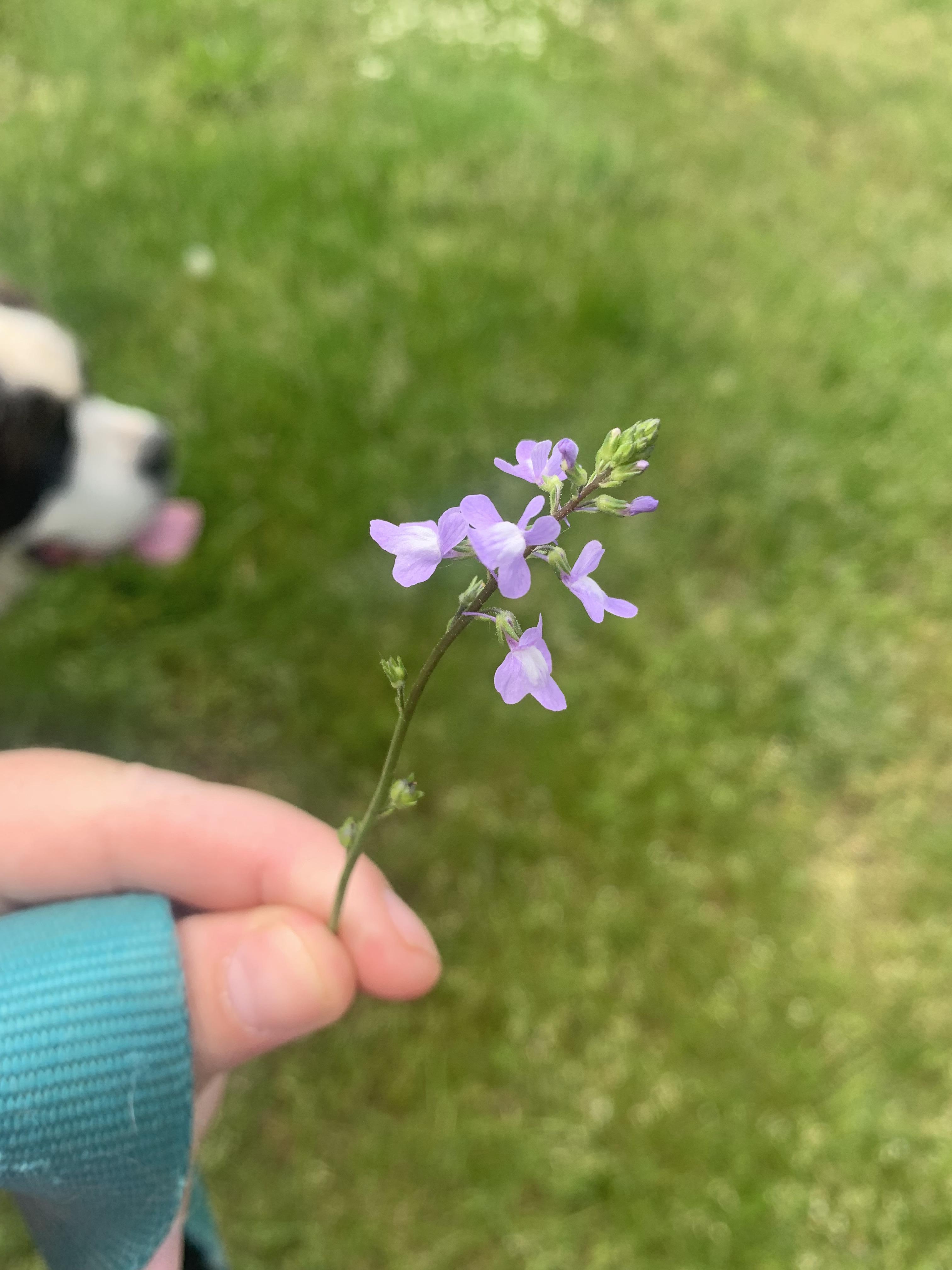 Flower growing in grass at a park, north/central NJ, USA. Smells