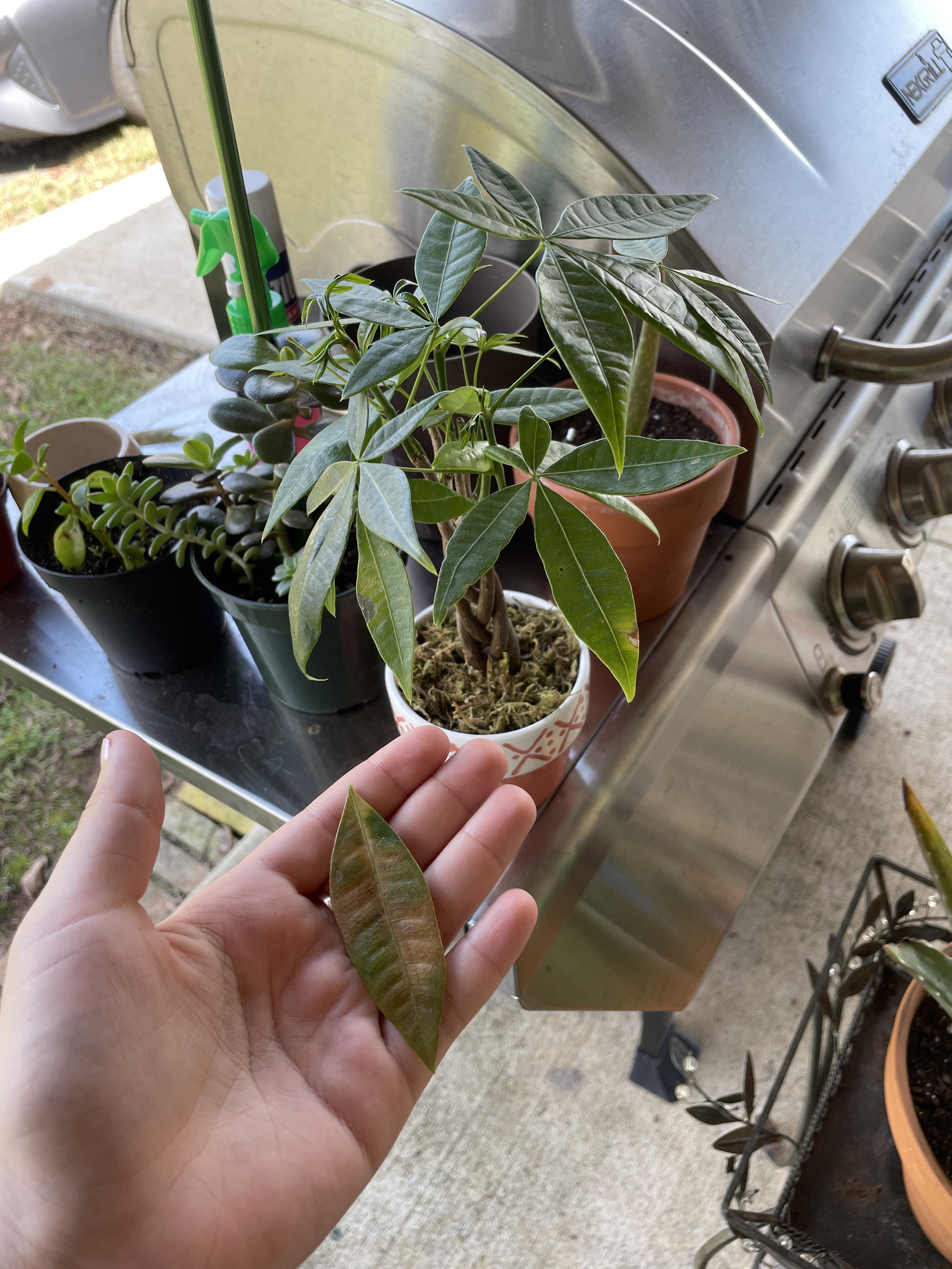 Does anyone know why my money plant’s leaves are turning yellow and