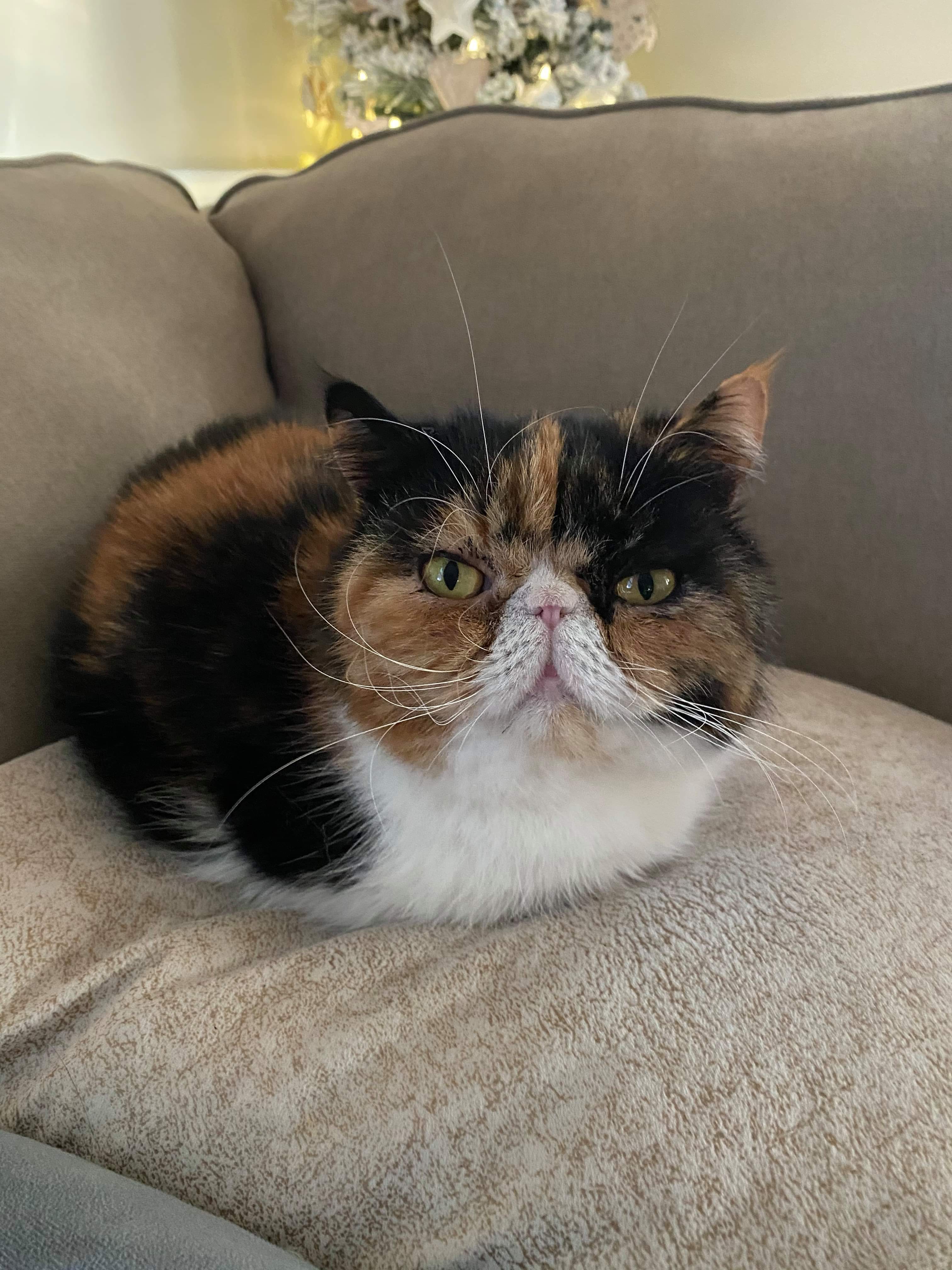 My friend's smooshed face cat loaf r/cat