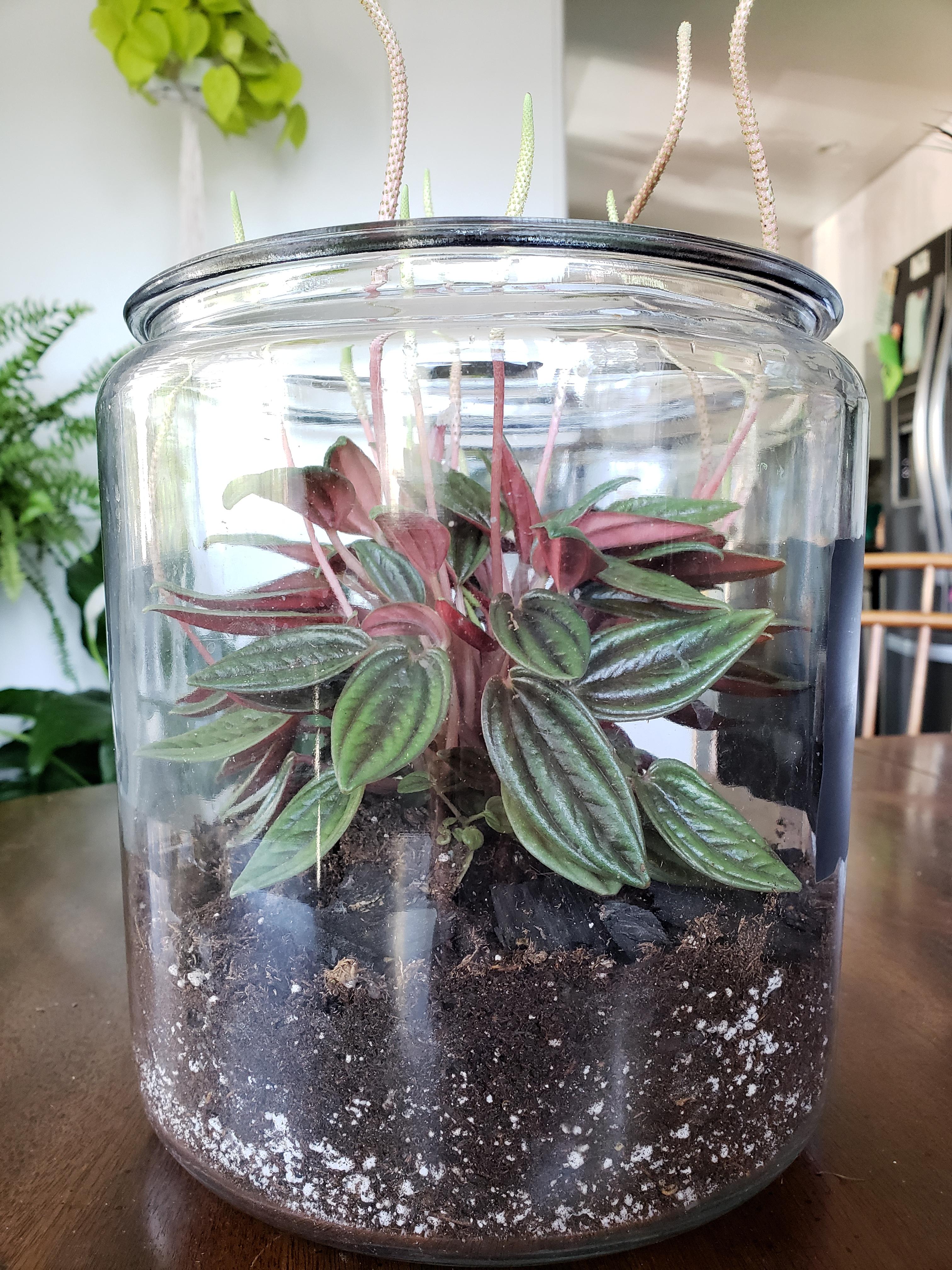 5 Home Depot Peperomia outgrew its terrarium in 3 weeks and already