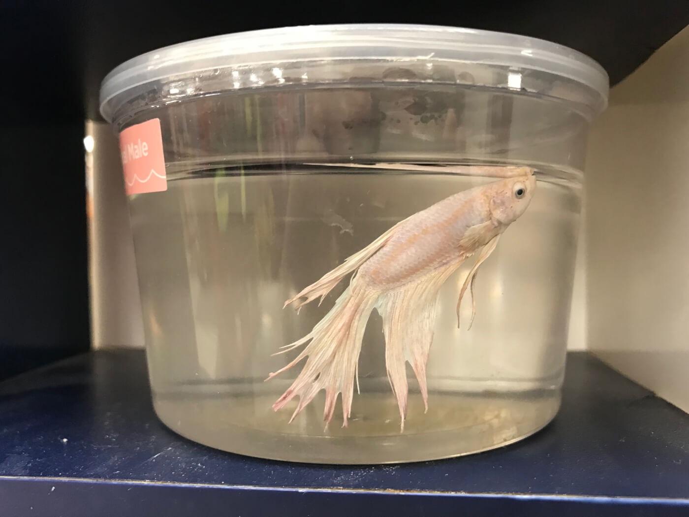 Why do American pet stores keep betta in cups? r/shittyaquariums