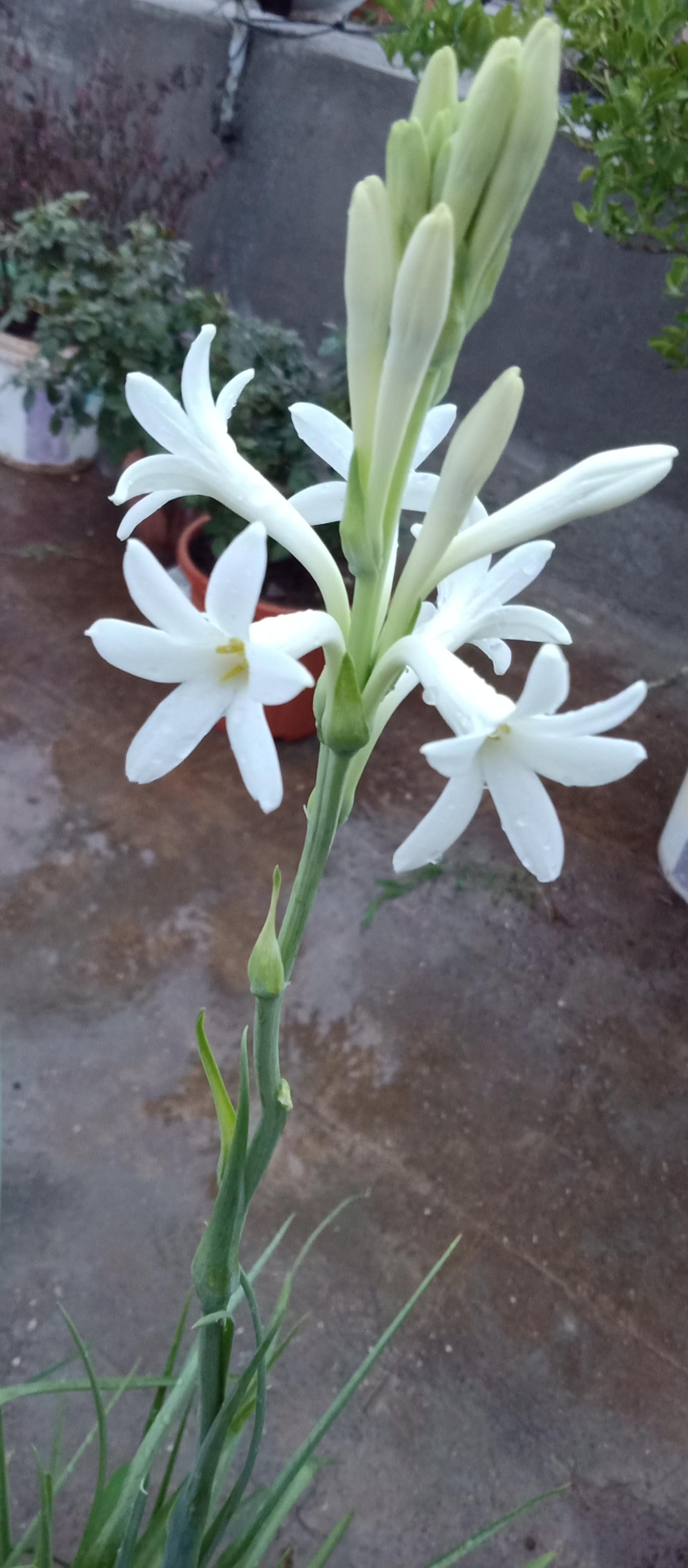 Tuberose in its full bloom r/plants