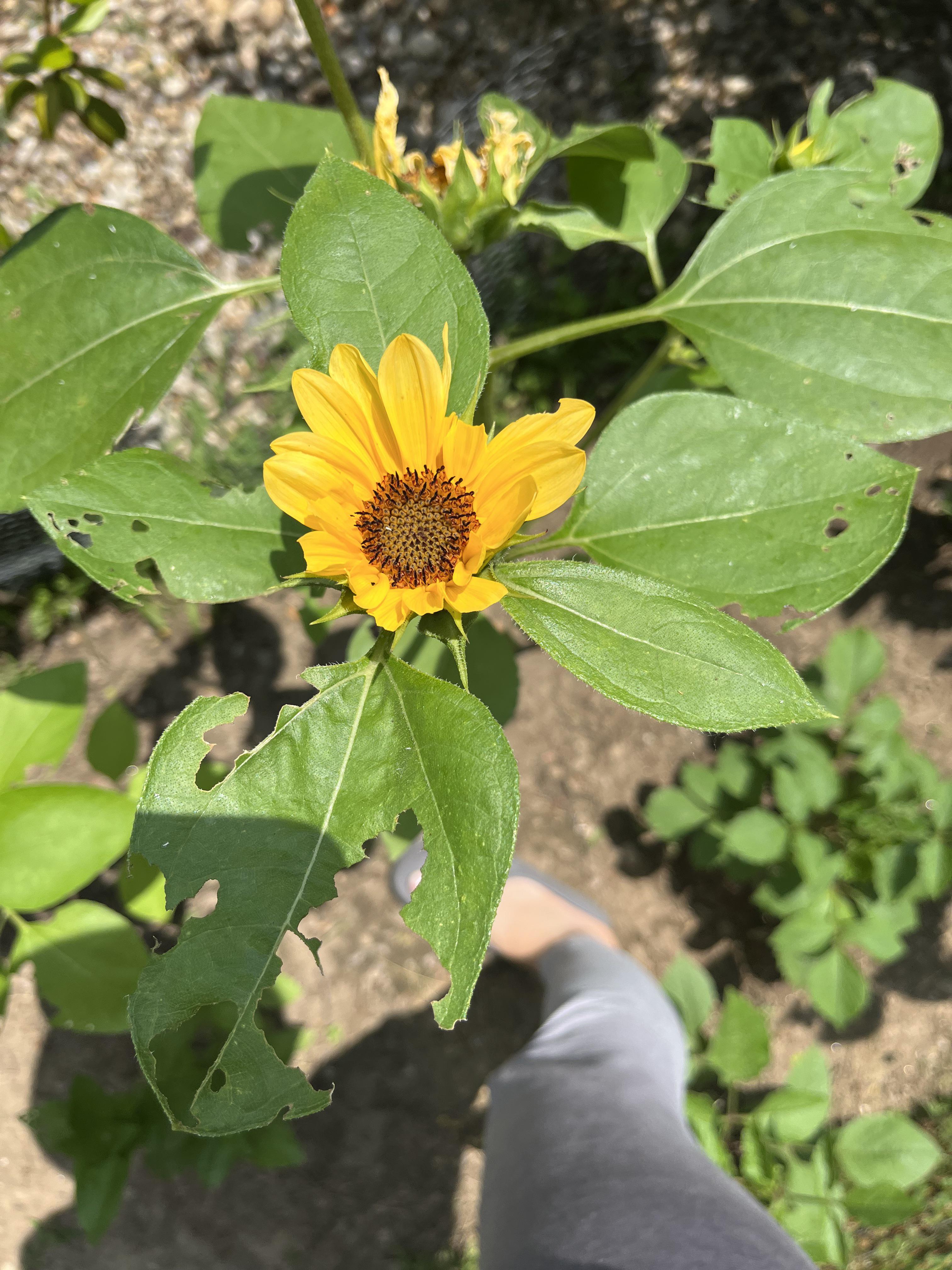 What’s eating my sunflower? Didn’t find anything on the plant so far