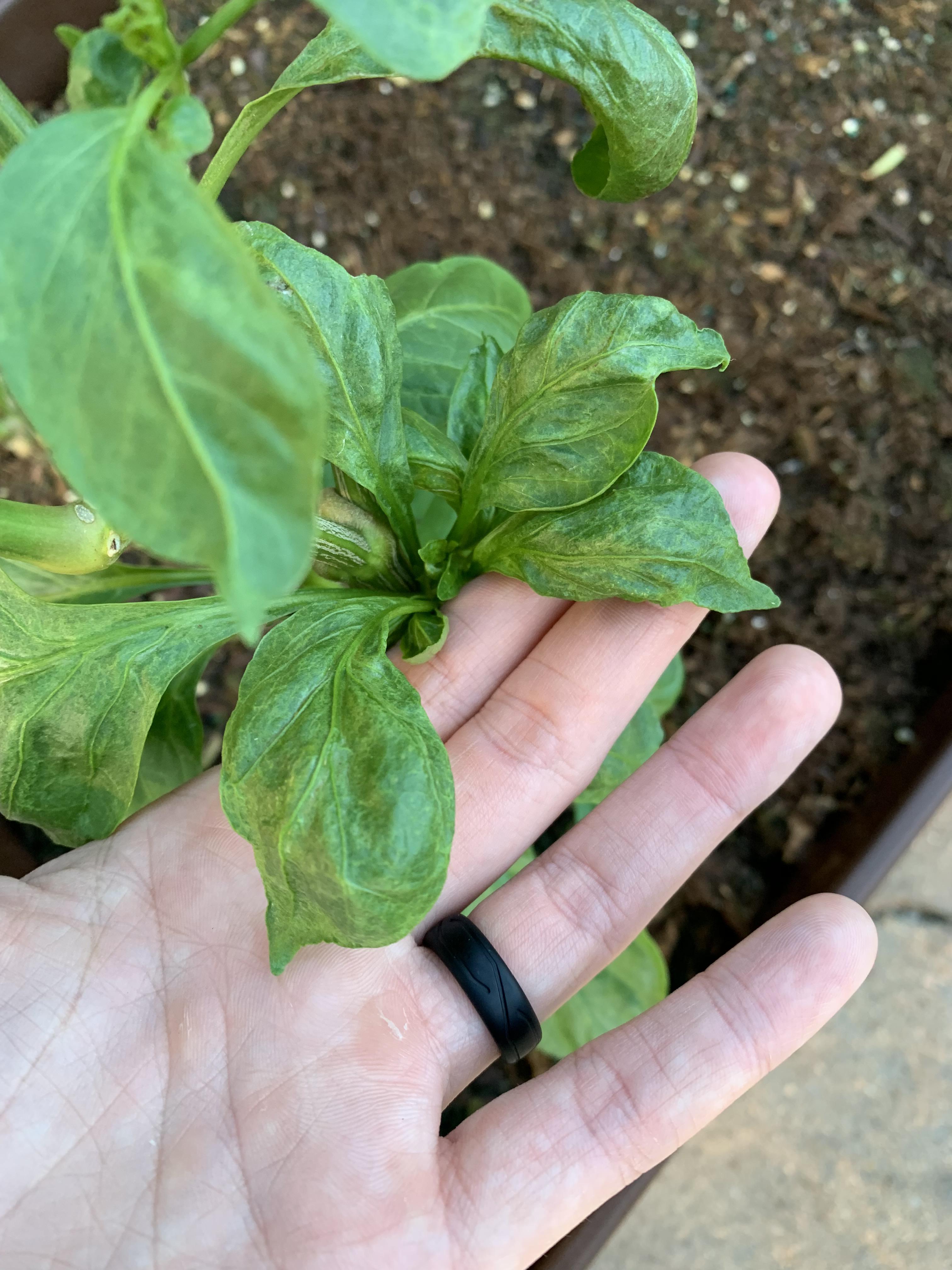 Does anyone know why my pepper plant leaves look like this? Is it
