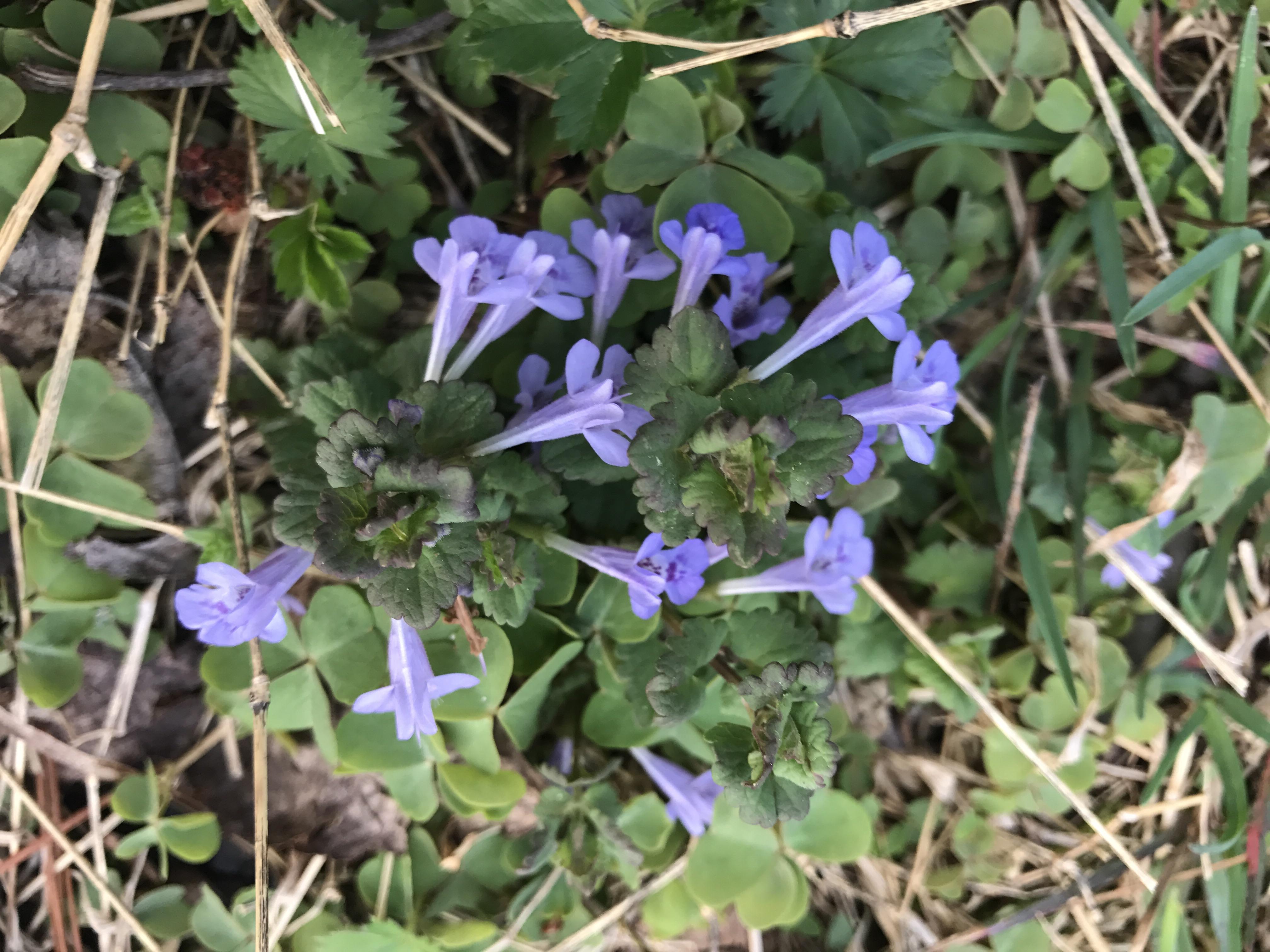 [Zone 6, Eastern US] small purple flowers growing in woods and field