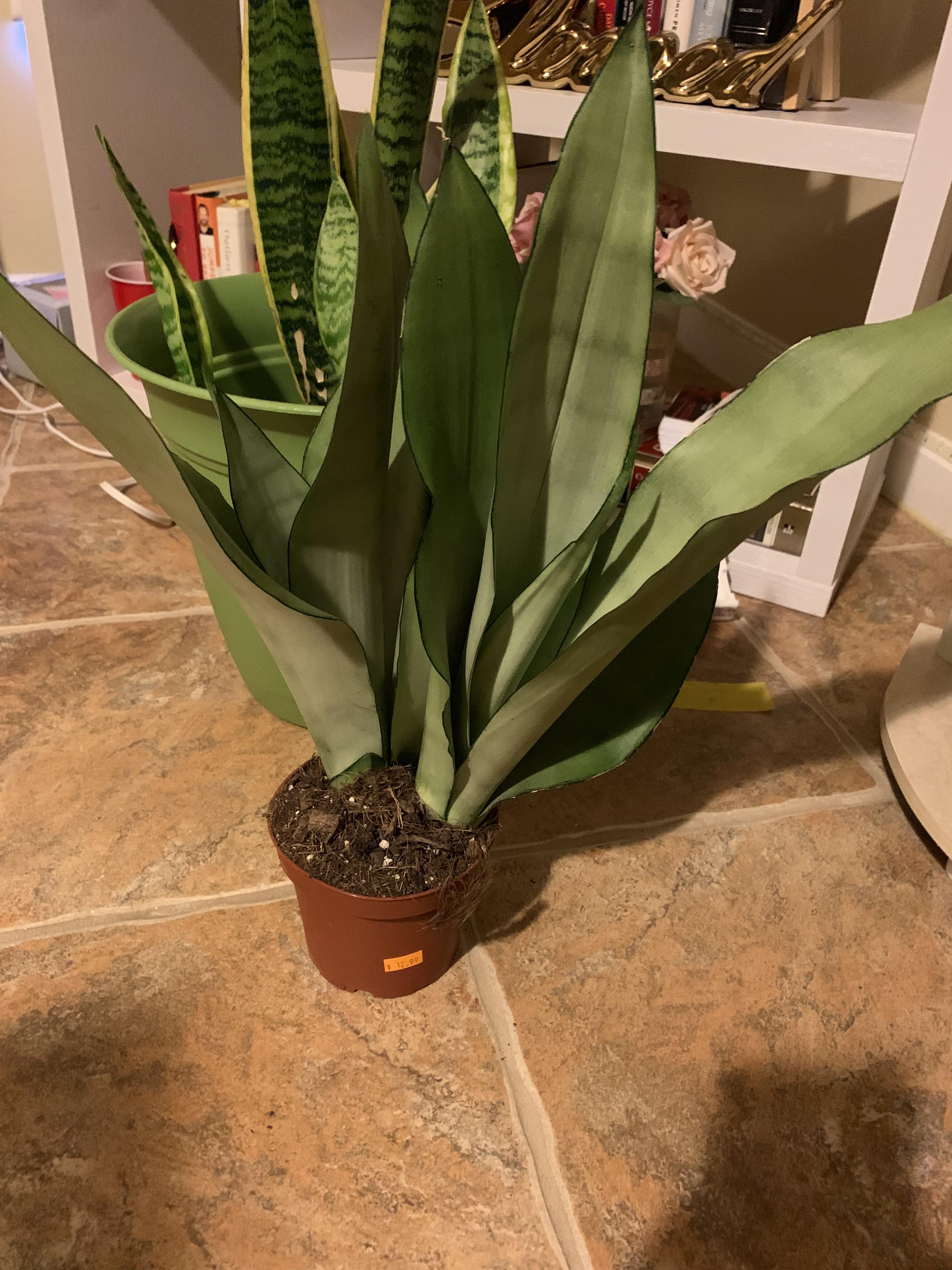 Finally found the moonshine snake plant ! Does it require any different