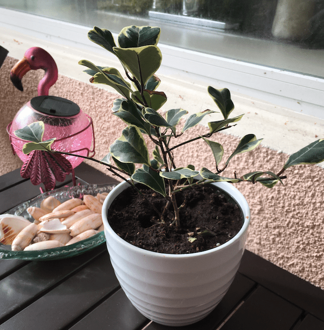 How do I care for this plant? Picked it up at Publix yesterday. No ID