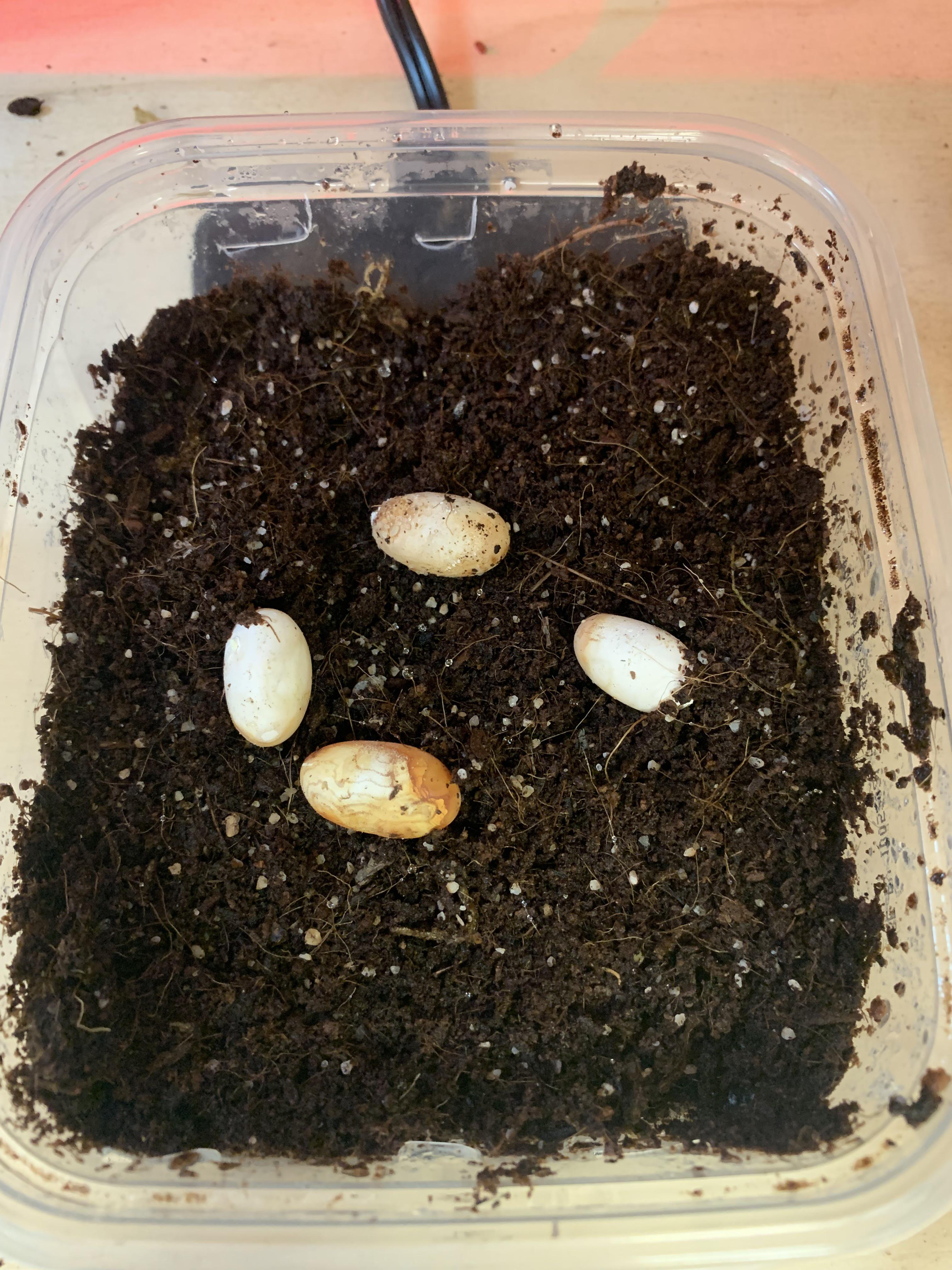 Collared lizard eggs; fertile? r/Lizards