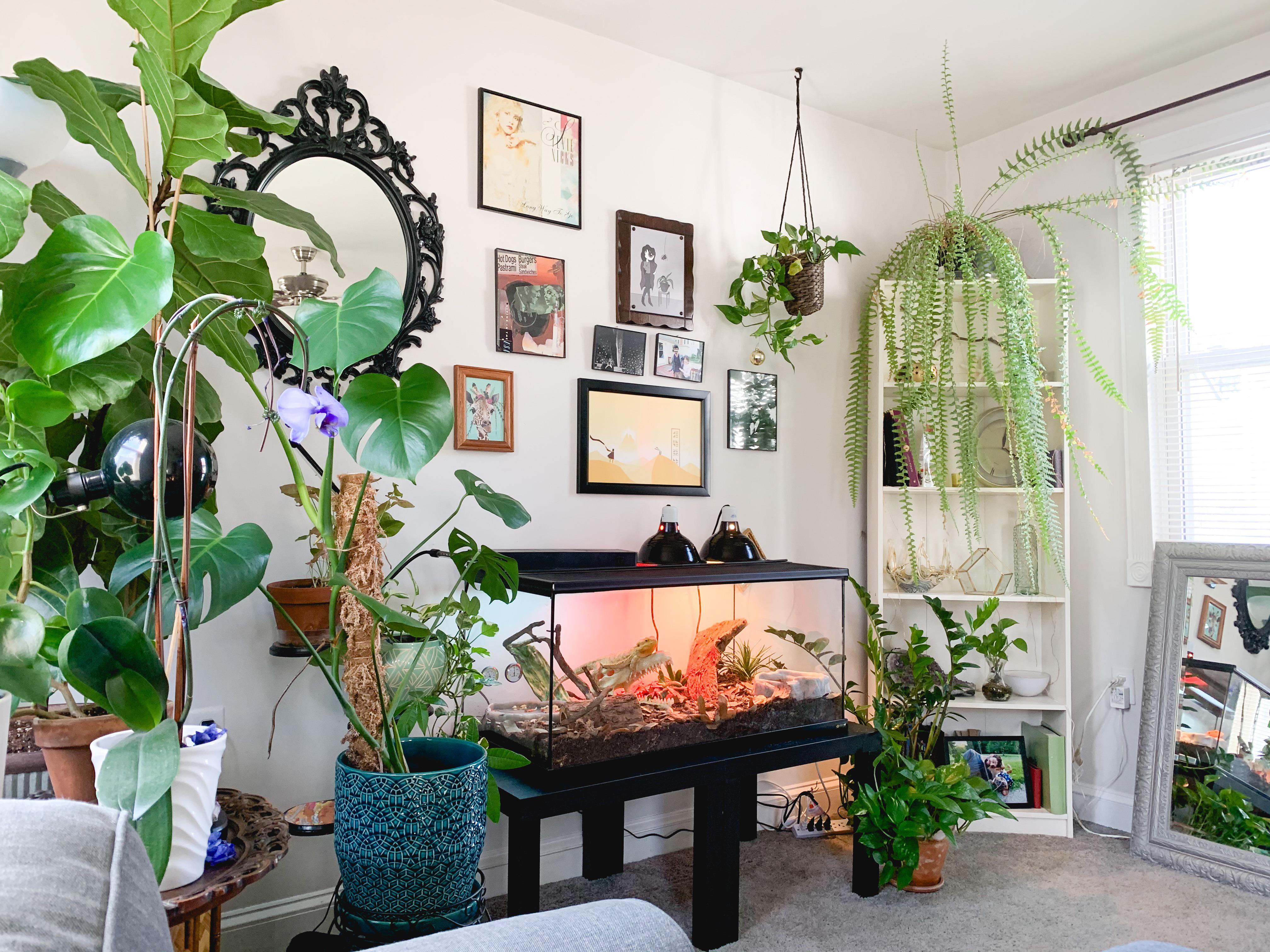 My living room garden