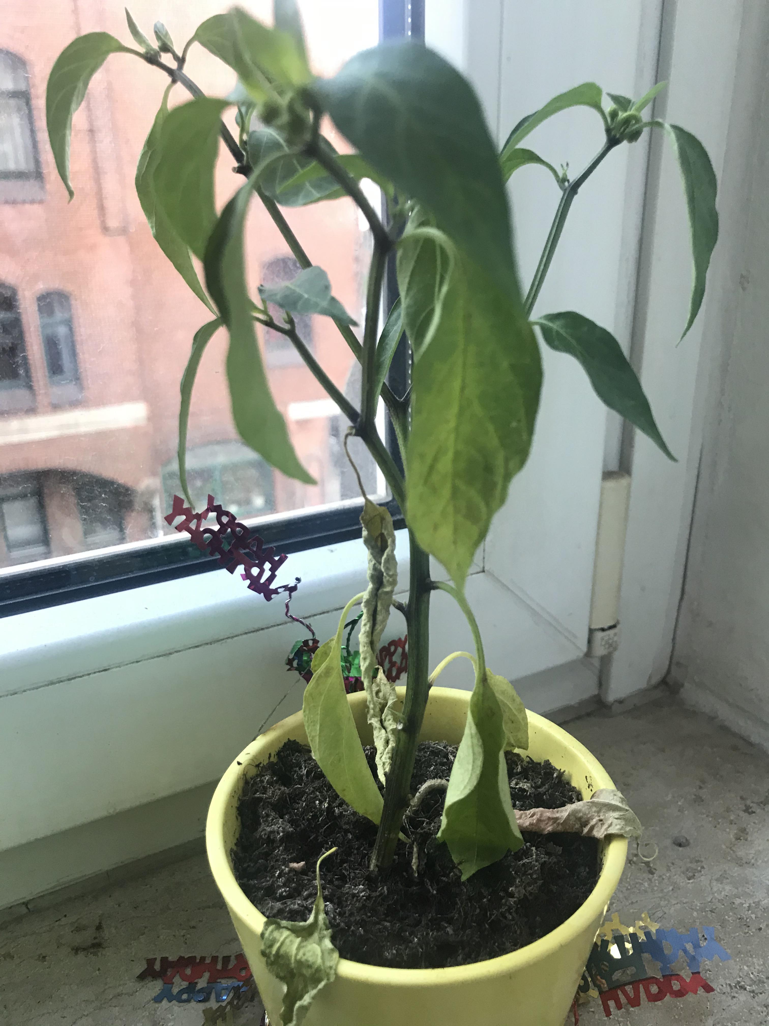 What’s wrong with my chilli plant? How much sun and water does it need
