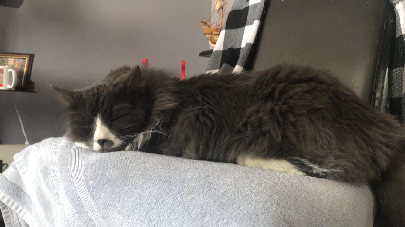 At 21, I decided to adopt my first animal. He’s 5 years old and spent