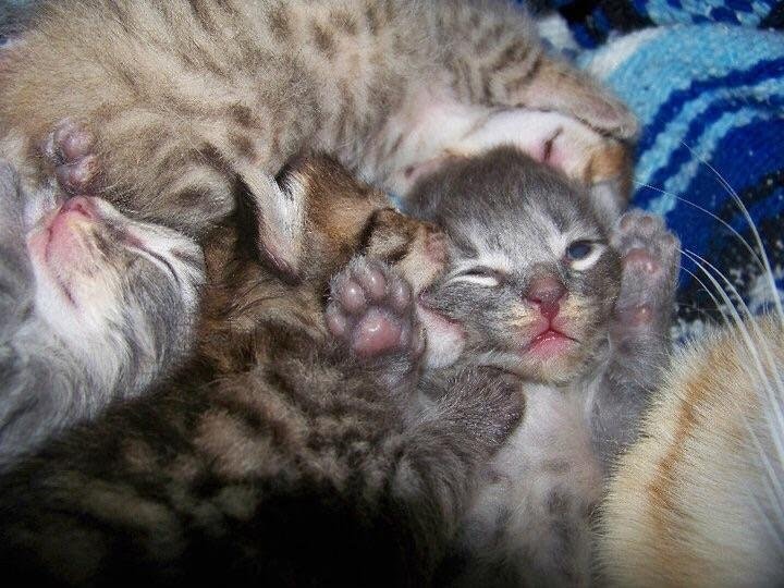(repost from r/cats) Cute kitty face noms r/aww
