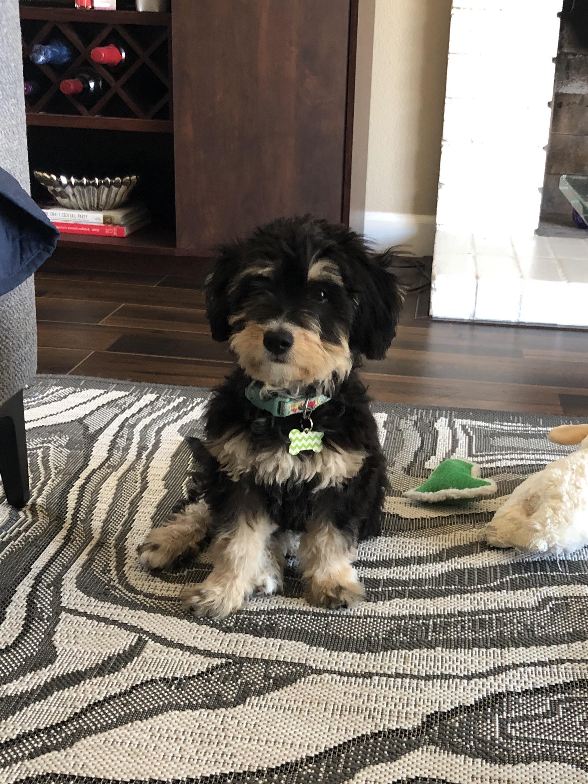F1 Bernedoodle Full Grown About Bernedoodles Alpine Bernedoodles