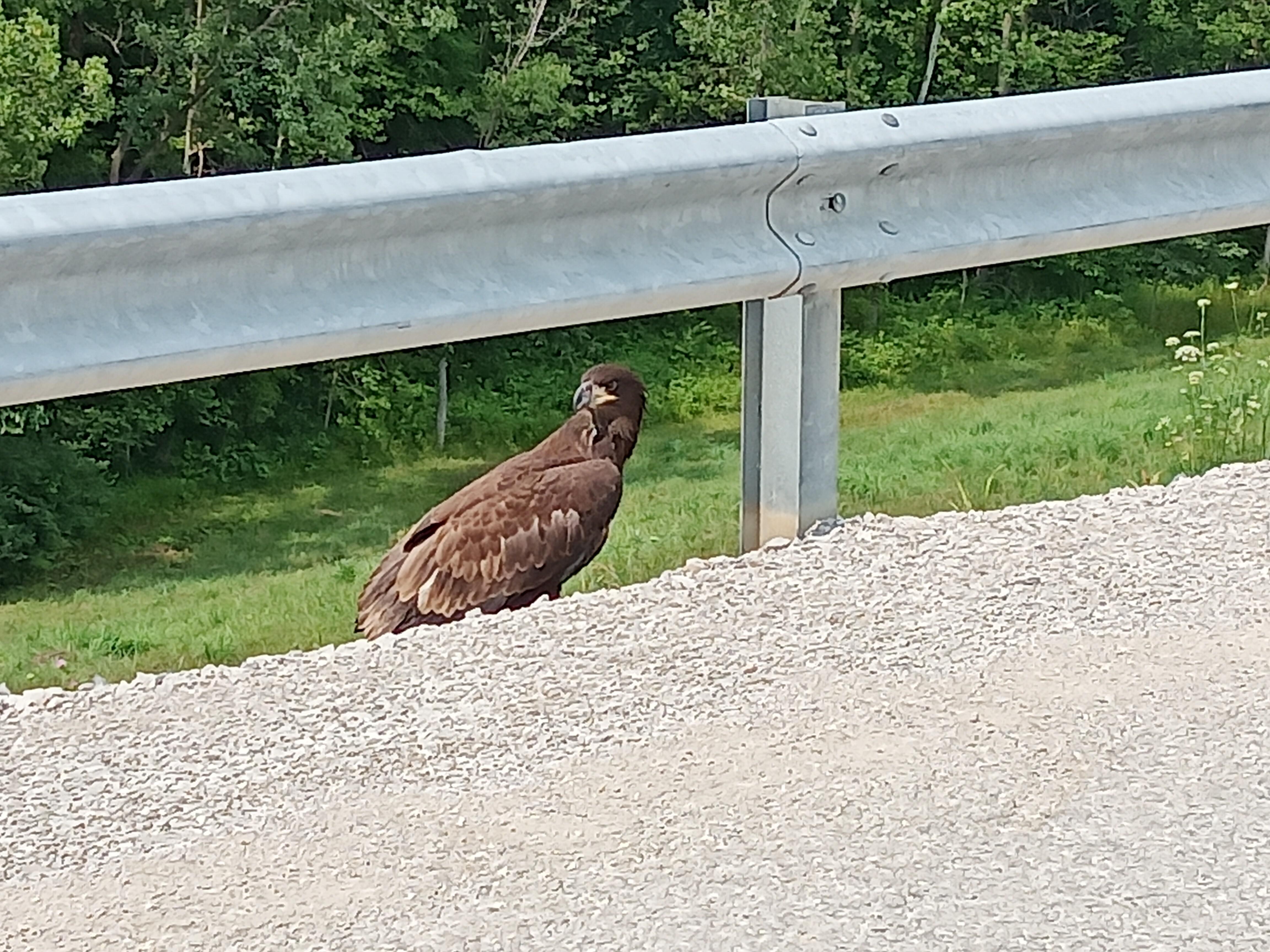 young eagle at lake catatoga, il r/photos