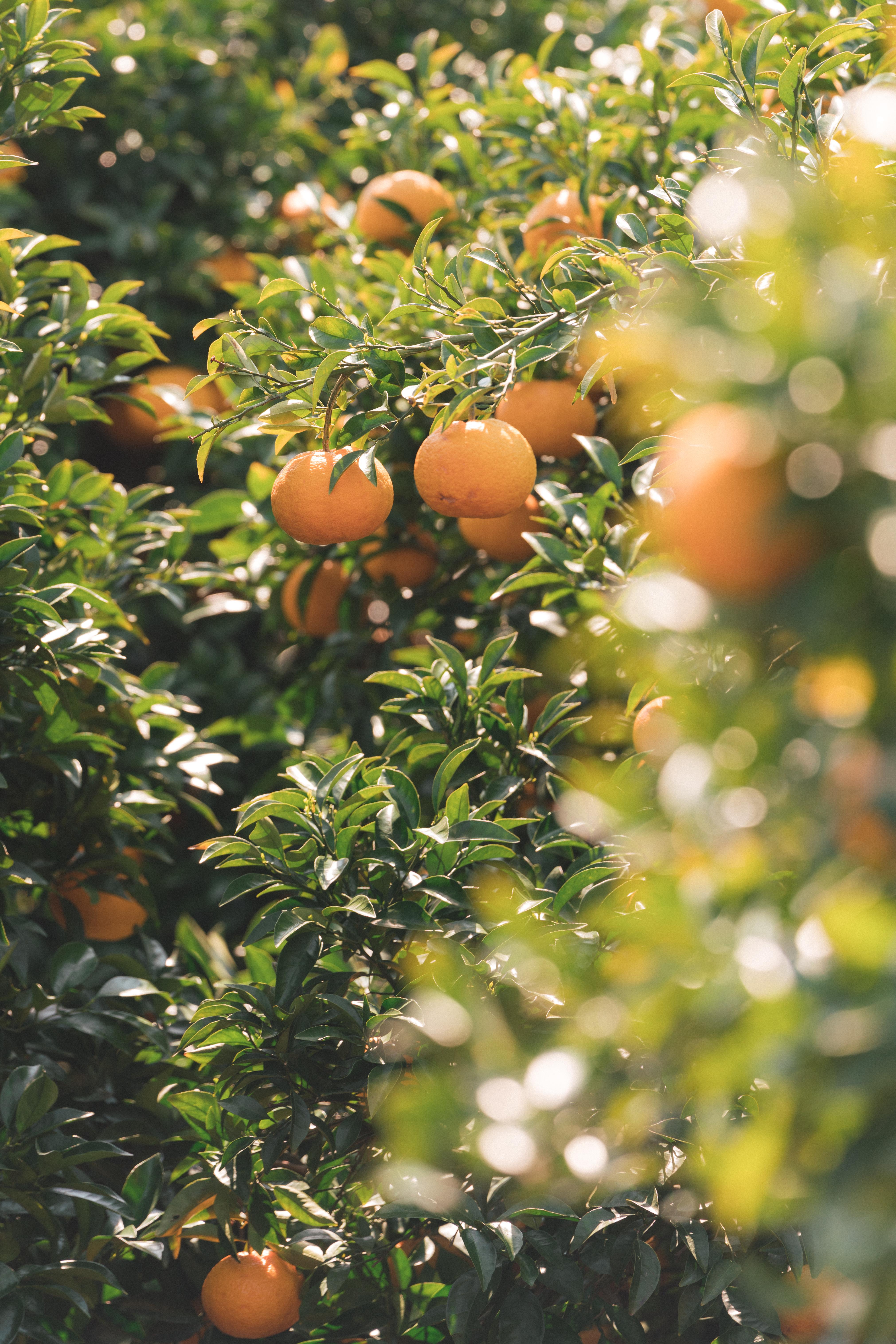Orange Orchard [A7riii + 70200 f2.8] r/SonyAlpha
