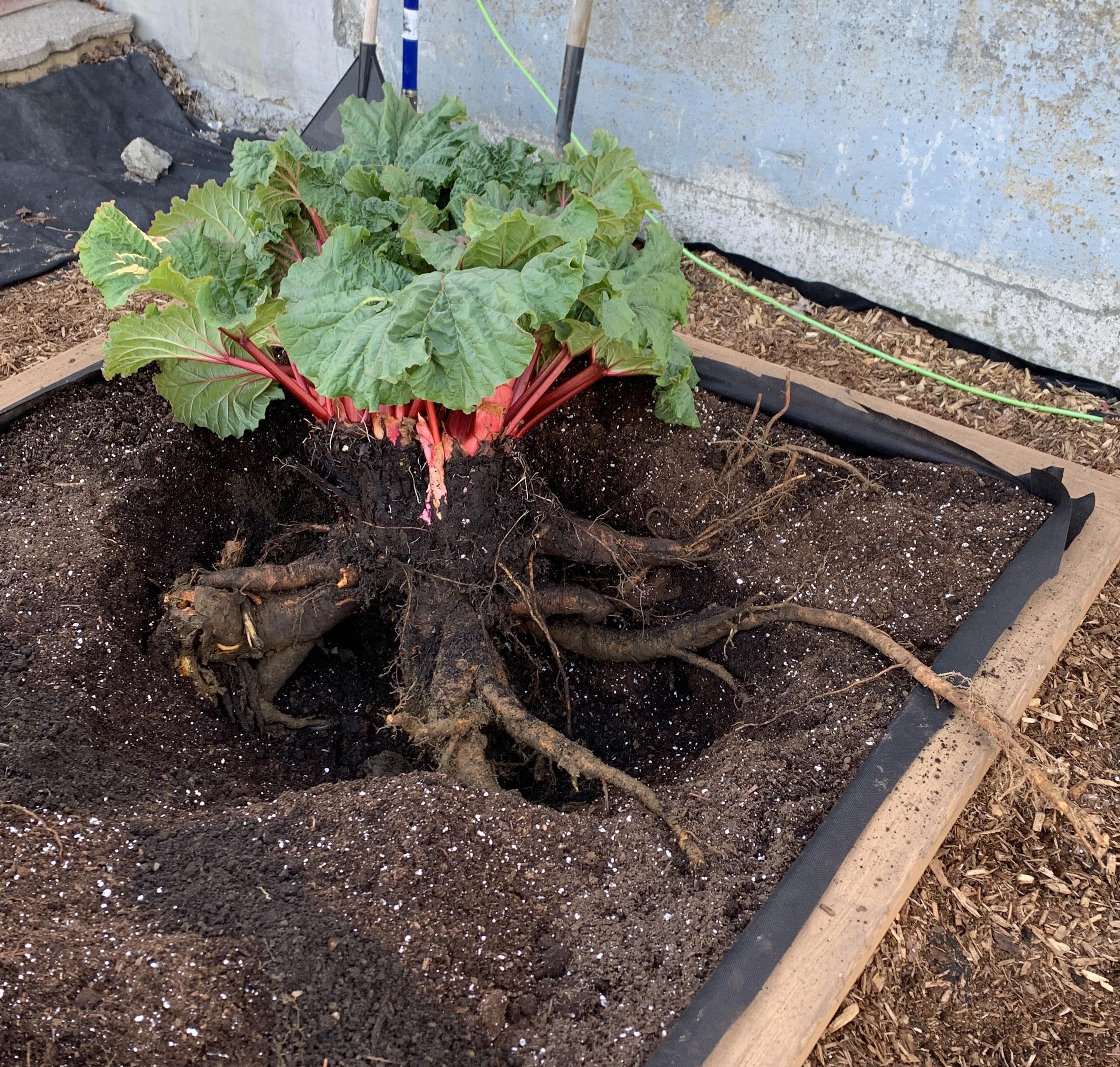 Check out the monstrous roots on this rhubarb! (The bed is