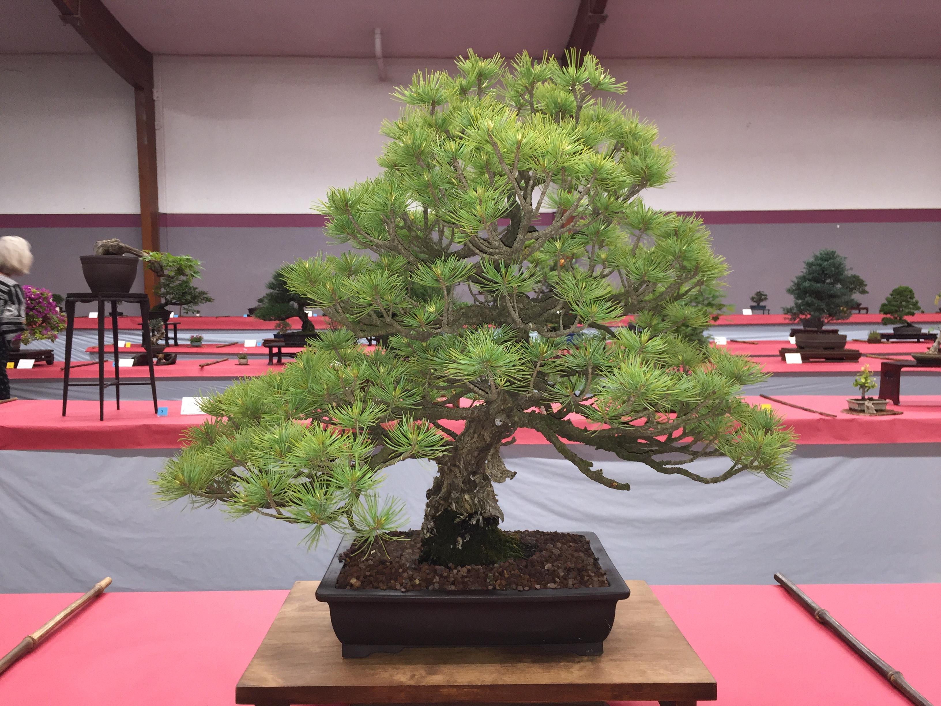 Five Needle Cork Bark Pine from Sacramento Bonsai Club's Annual Spring